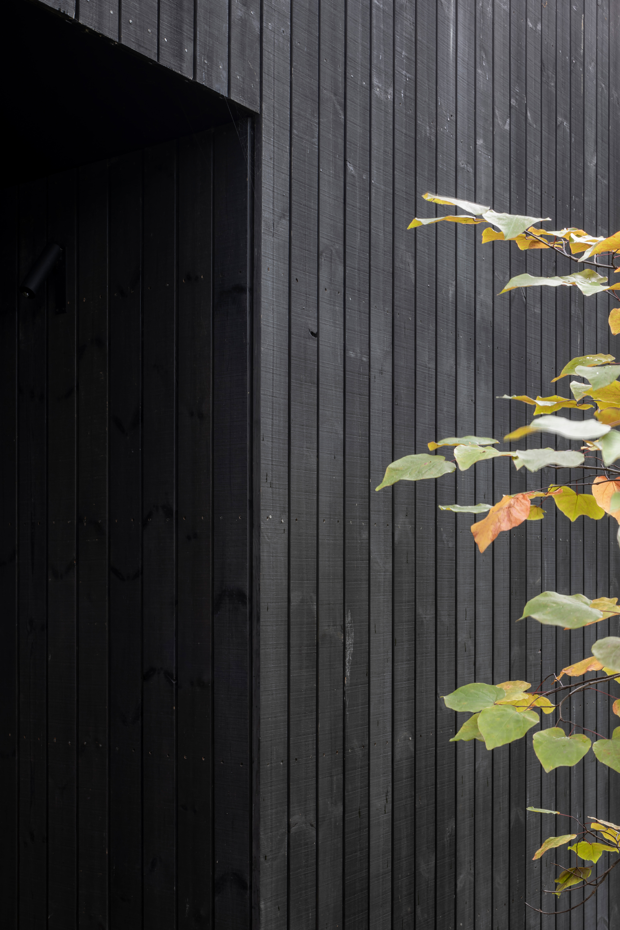 Detail of charred timber cladding with autumn vine leaves creeping across the corner