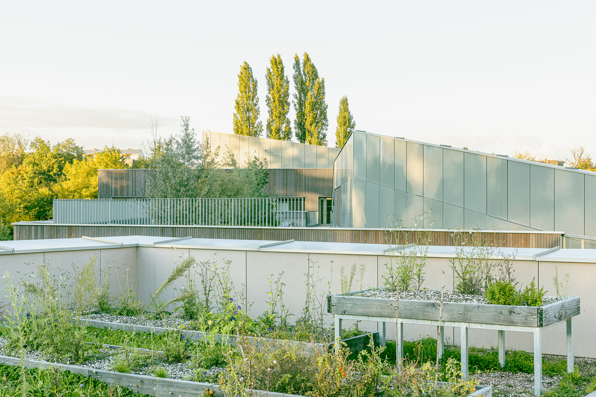 Rooftop garden with raised planting beds, metal cladding and tall poplar trees in the background