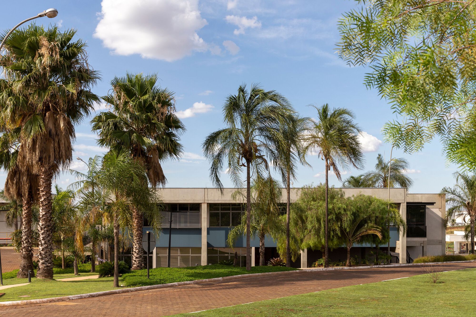 Horizontal two-story facade with ribbon windows set behind a row of palm trees under blue sky