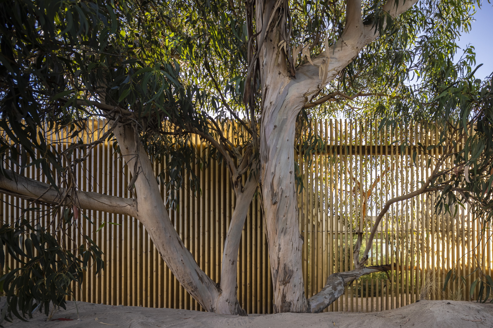 Vertical timber slat screen backlit by warm afternoon light behind an existing eucalyptus tree