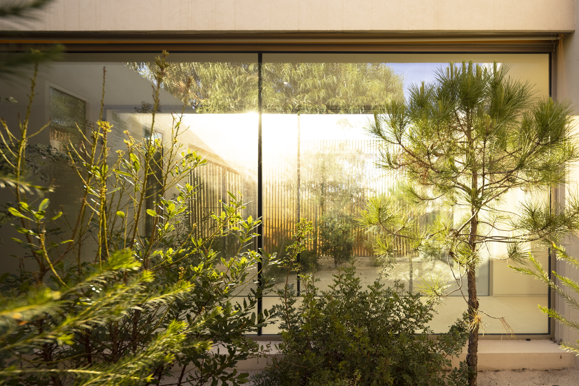 Interior courtyard planted with young pines and shrubs glimpsed through full-height glazing