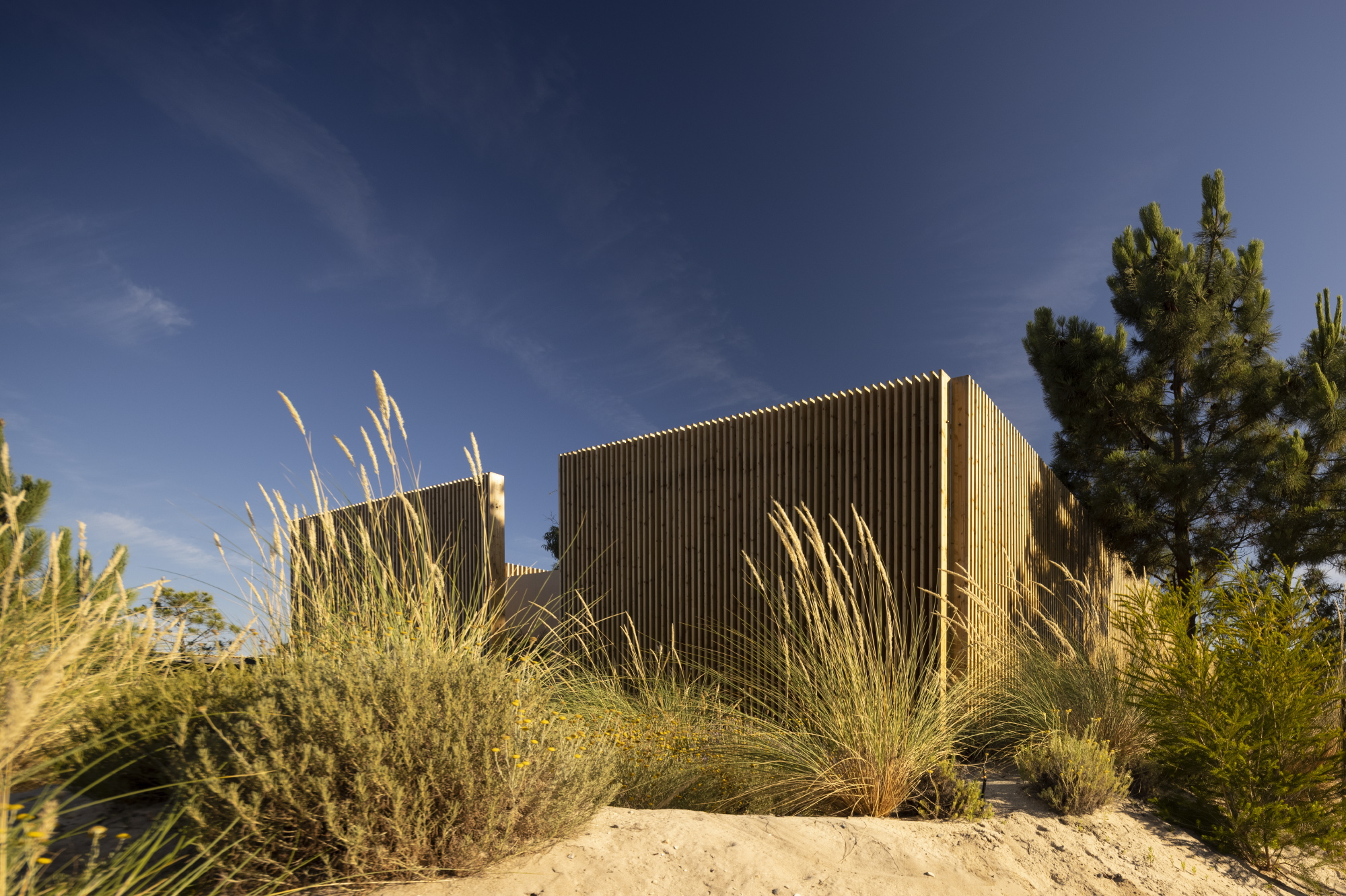 Timber-clad volume rising from sandy dune landscape with native grasses in golden afternoon light