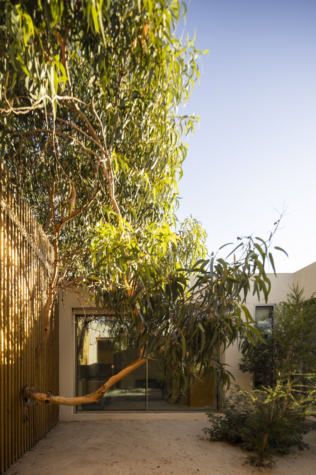 Courtyard entry with vertical timber screen and glass door framed by overhanging trees in afternoon light
