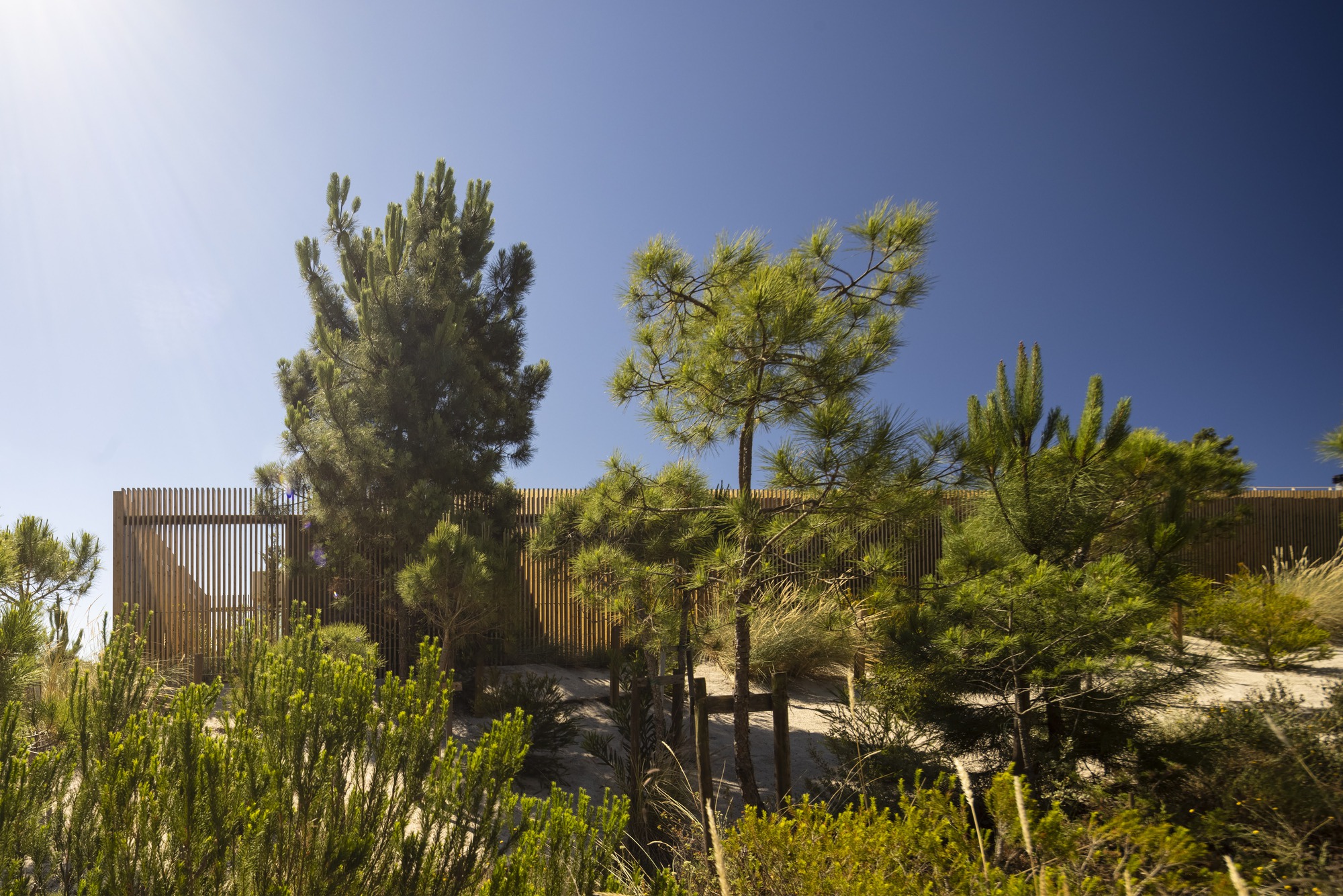 Exterior view of vertical timber cladding behind pines and planted dunes under clear sky