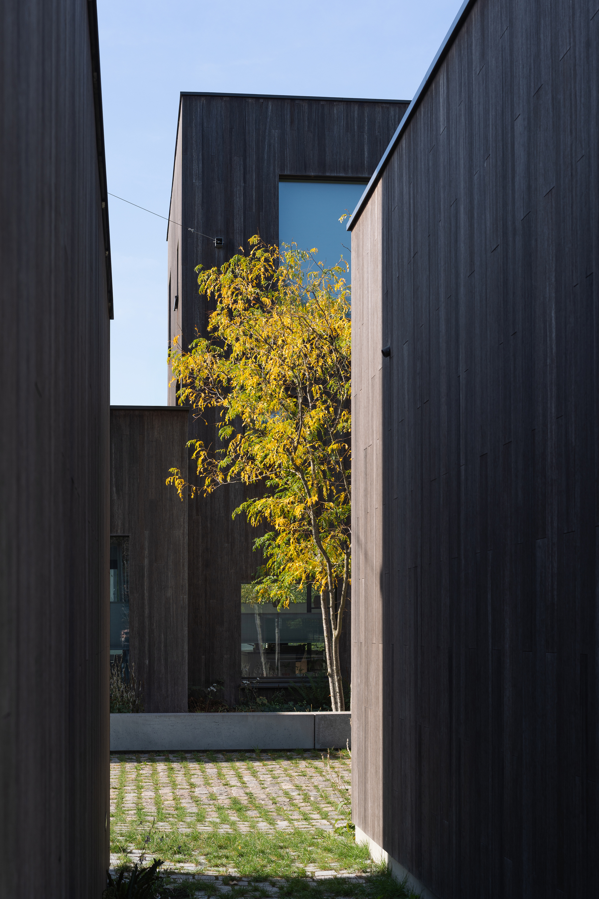 View through a narrow passage between dark timber-clad volumes toward a courtyard with a young tree in autumn foliage