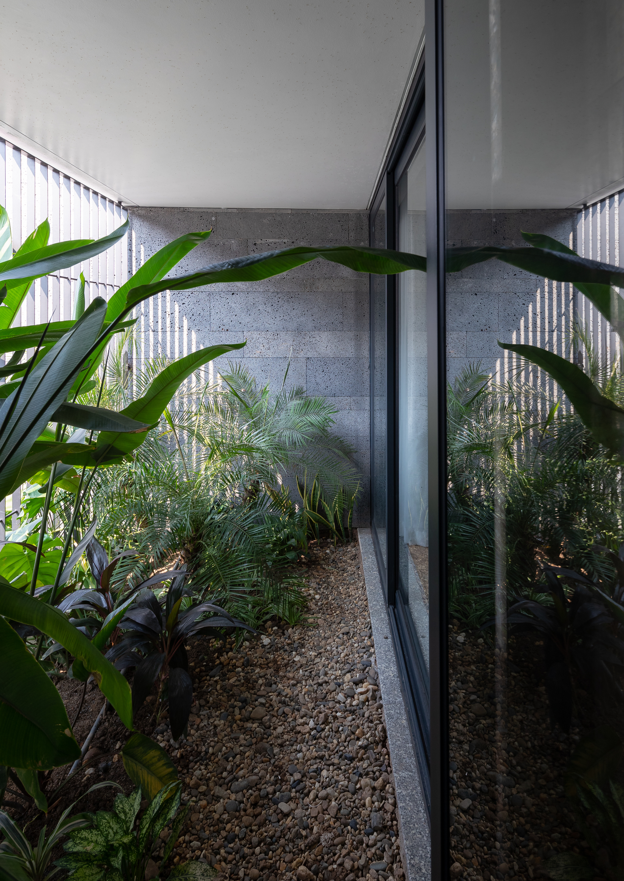 Narrow planted courtyard with concrete walls, corrugated screening and tropical foliage beneath an overhanging soffit