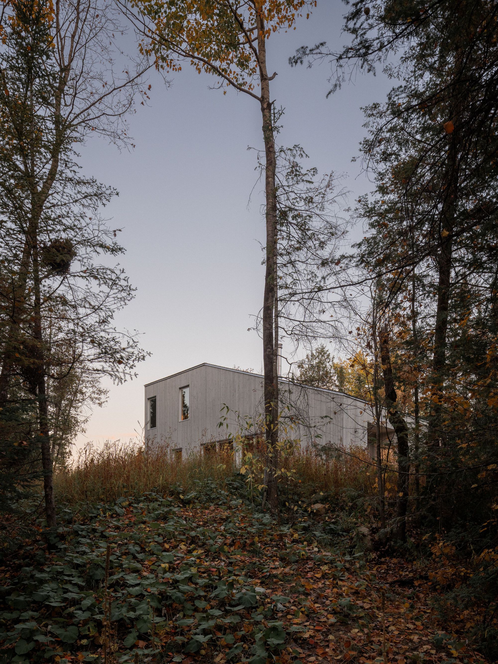 Weathered timber facade emerging from a slope of fallen leaves and underbrush at twilight