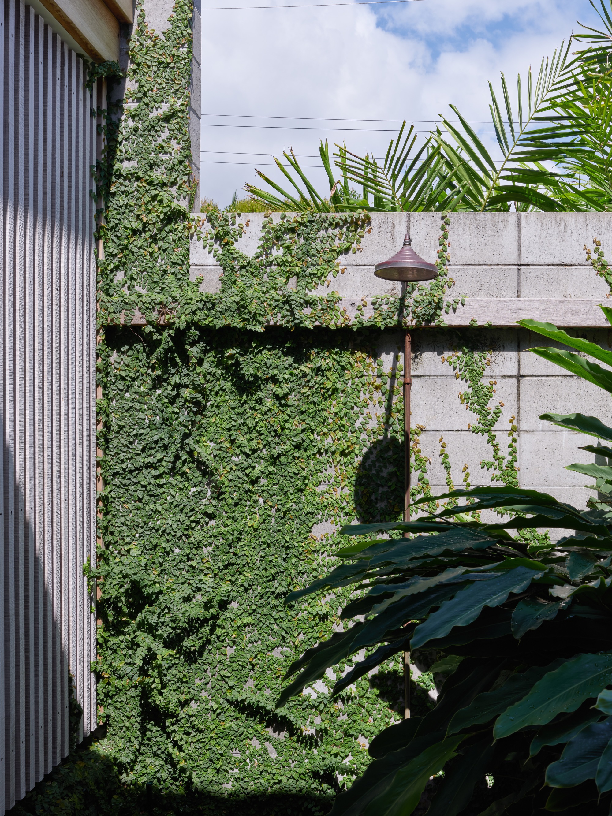 Corner courtyard with climbing vines on concrete block wall and outdoor shower fixture beneath palm fronds