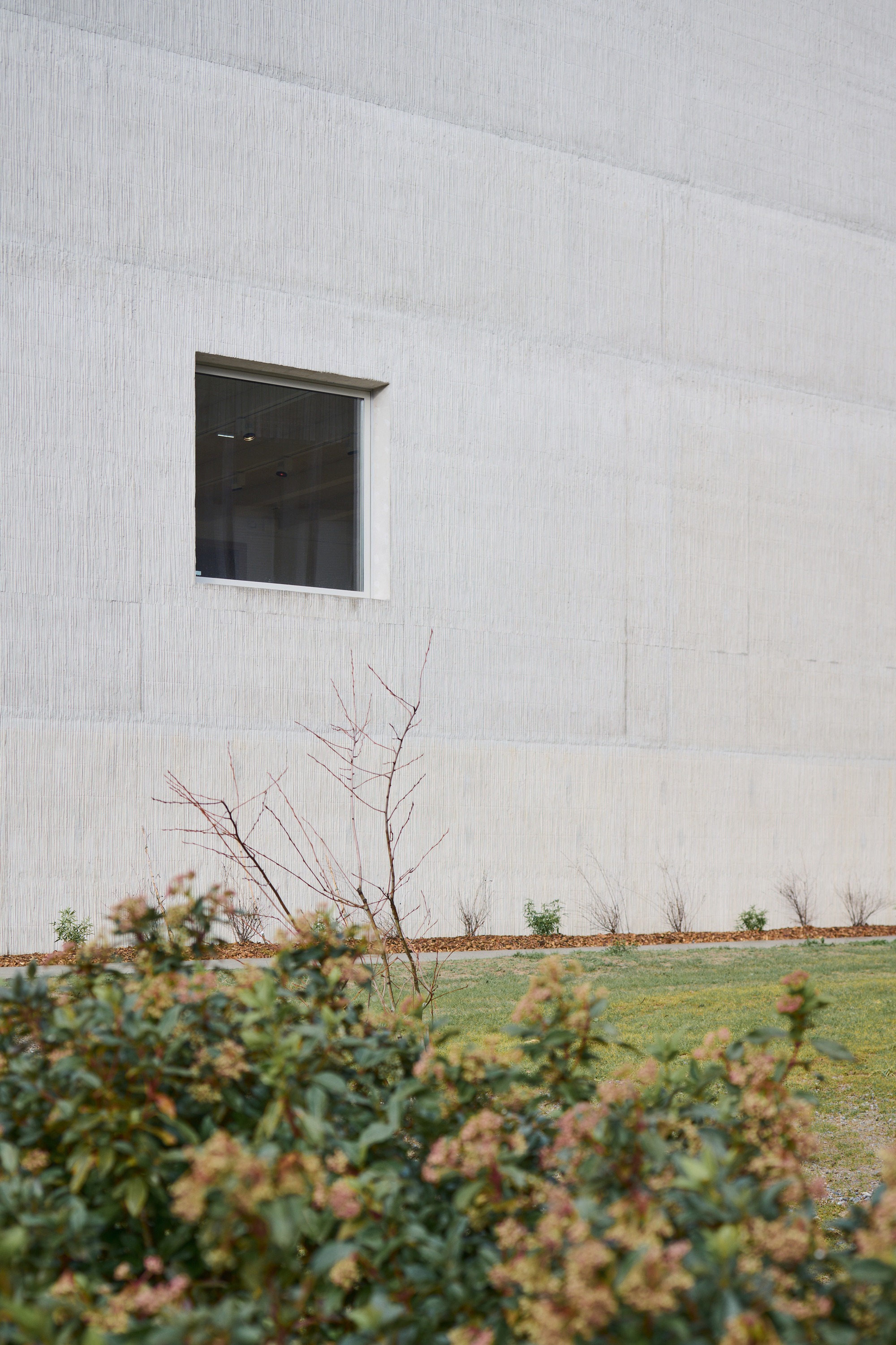 Square window in white concrete wall above a garden bed with bare shrubs and lawn