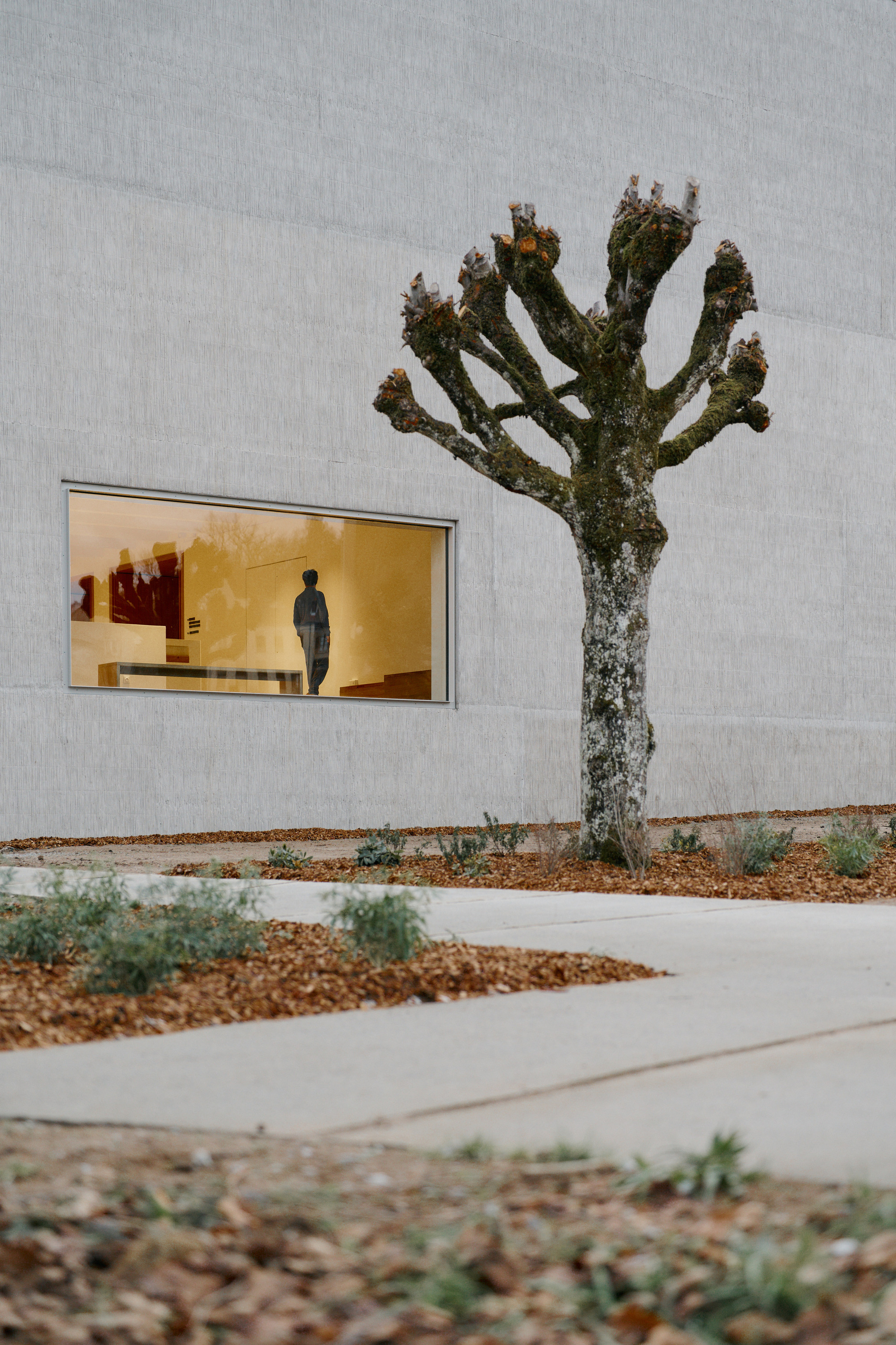 Illuminated window beside a pollarded tree in a courtyard with mulch and paving at dusk