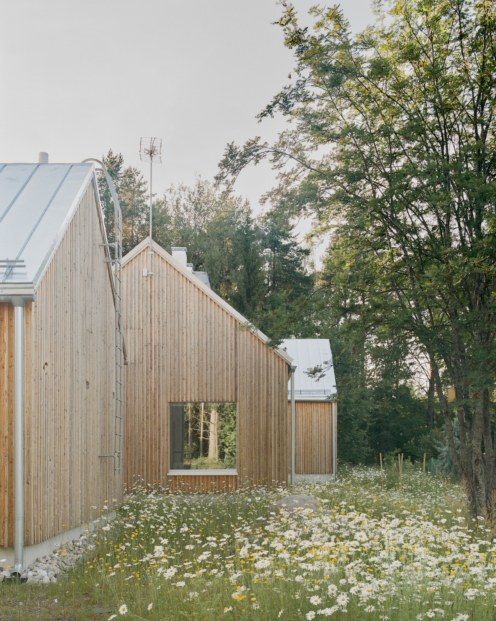 Gabled timber facade with standing seam metal roof emerging from a meadow of wildflowers and native grasses