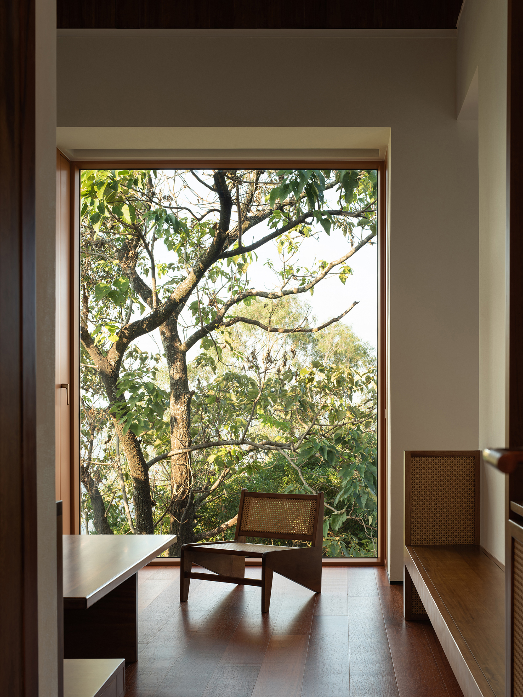 Interior room framing a tall window view of a deciduous tree in afternoon light