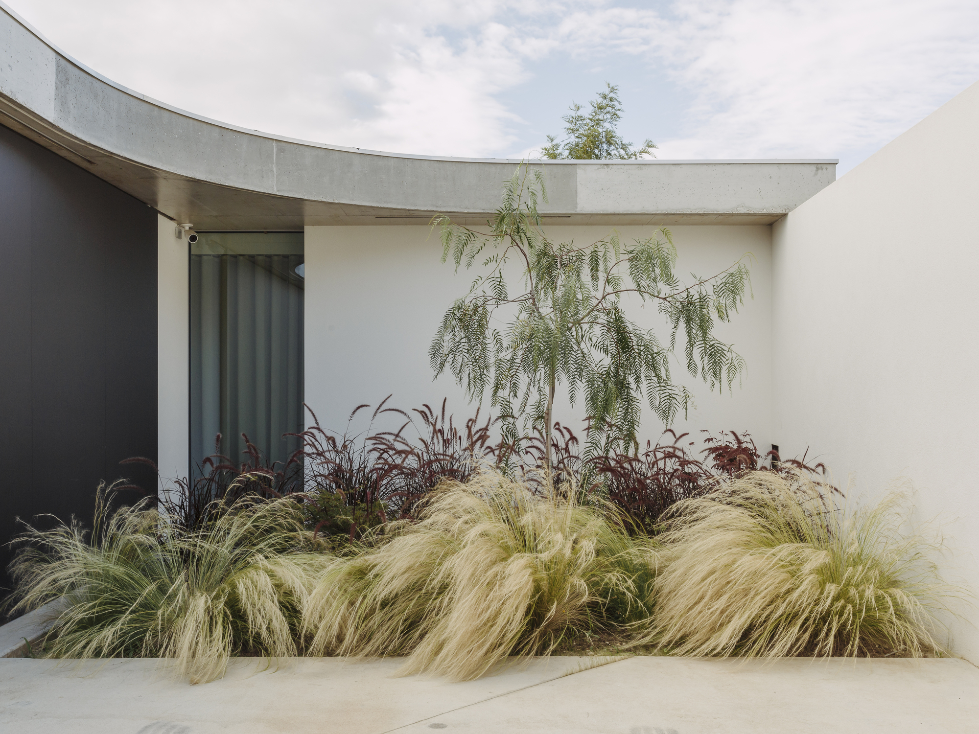 Planted courtyard corner with feathery grasses and small tree against white rendered walls