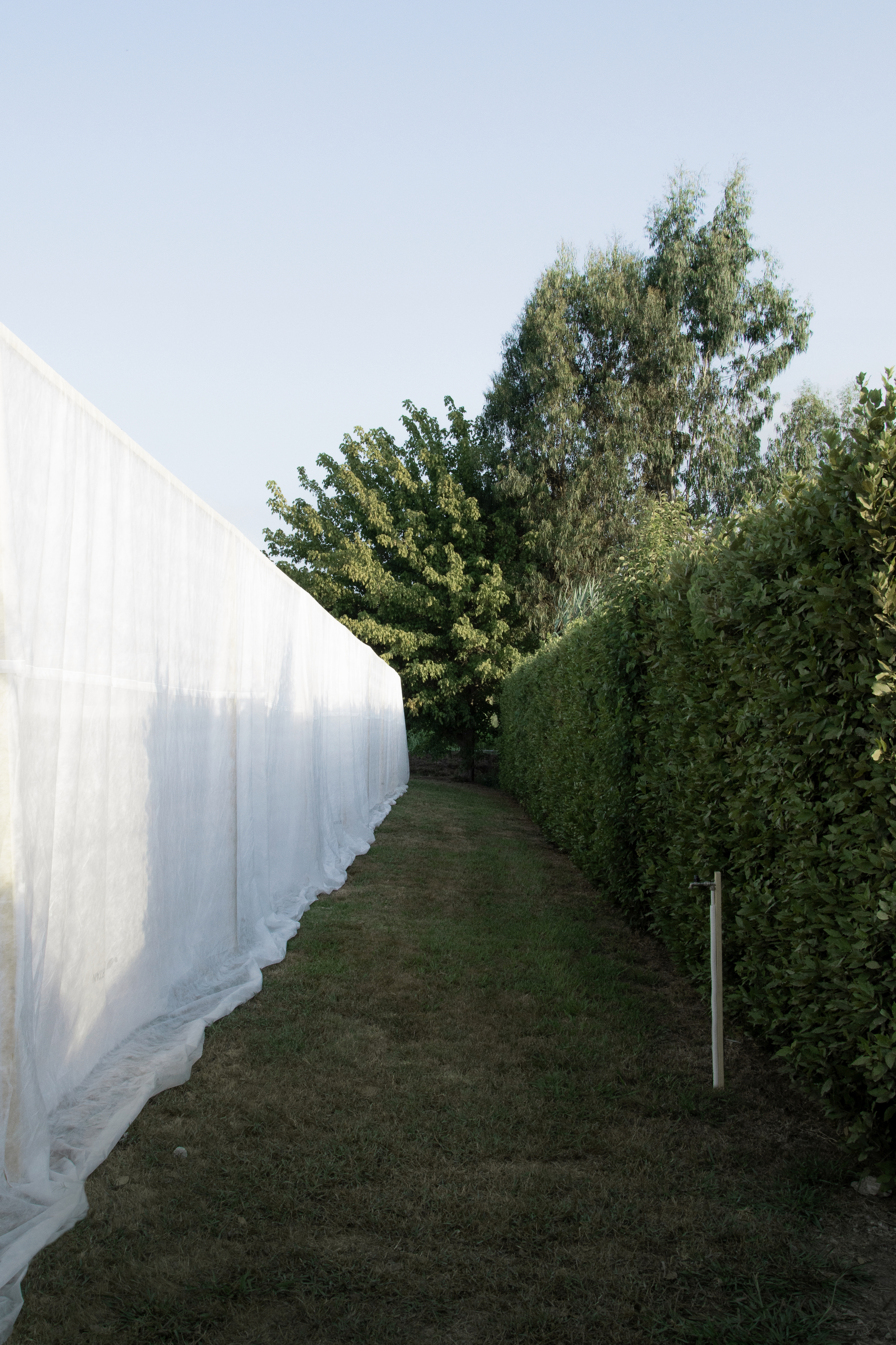 Narrow passage between a draped white fabric wall and a trimmed hedge under clear sky