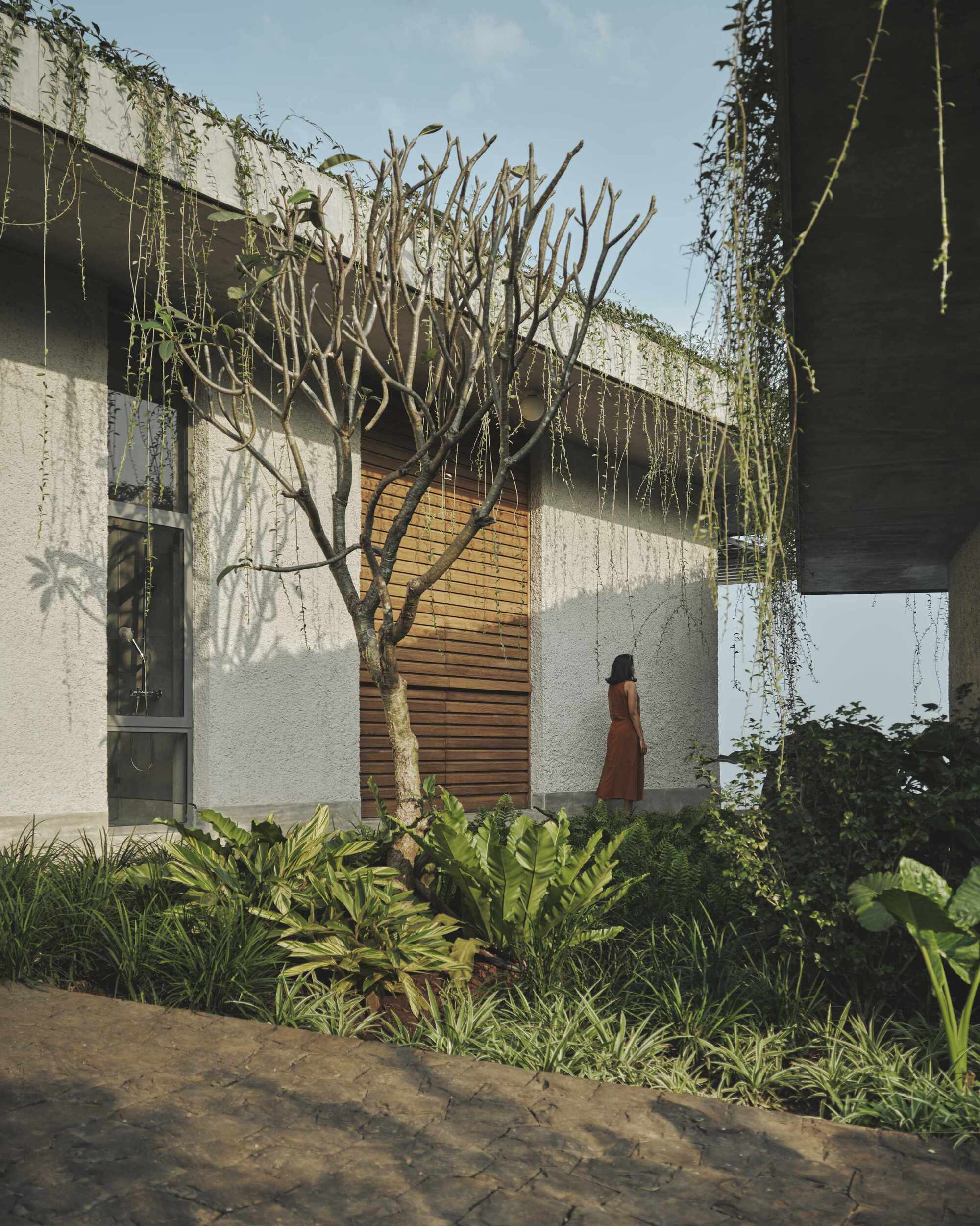 Concrete facade with timber slat door and cascading vines framing a bare tree and planted beds