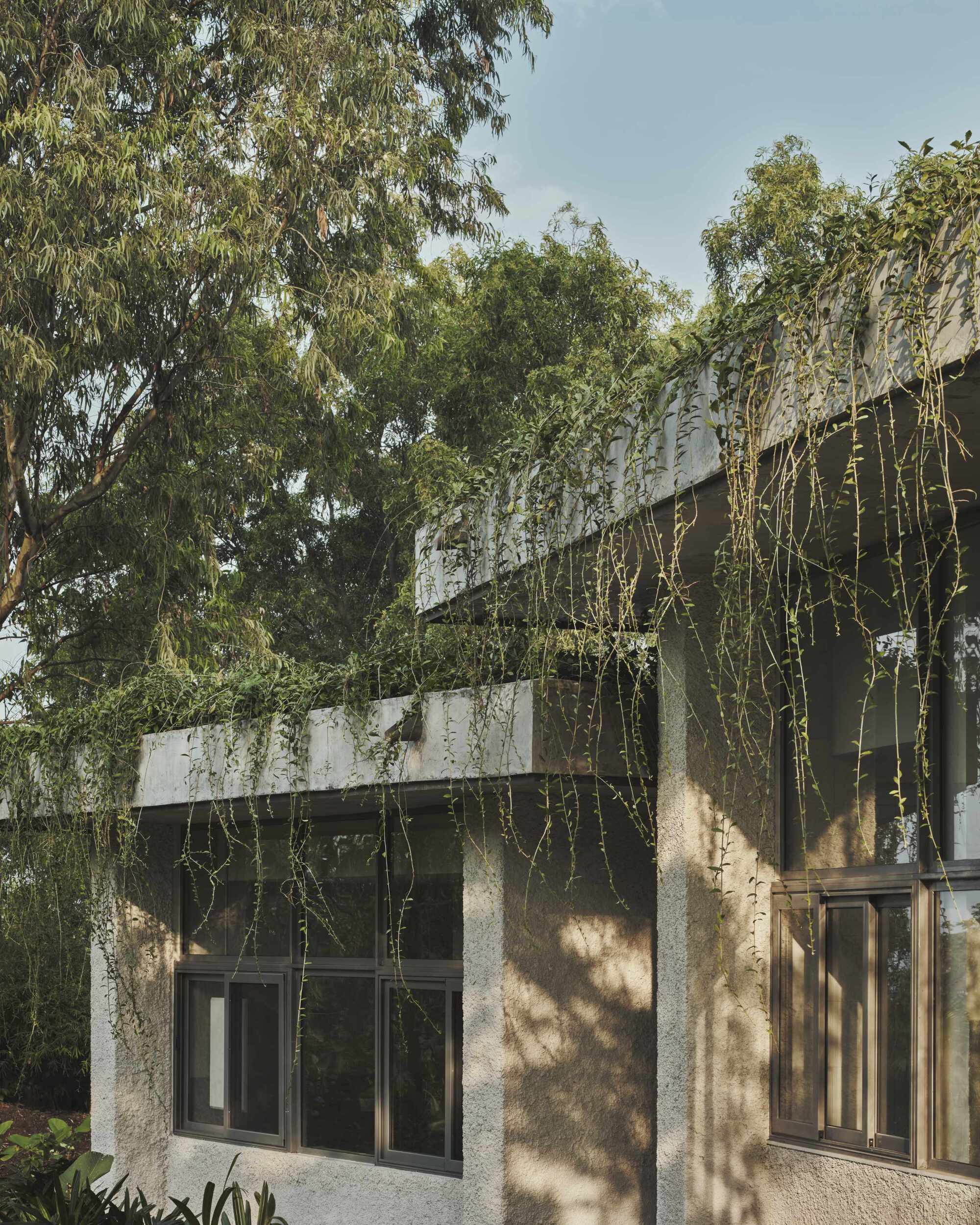 Concrete facade with banded windows and cascading vines in dappled afternoon shade beneath mature trees