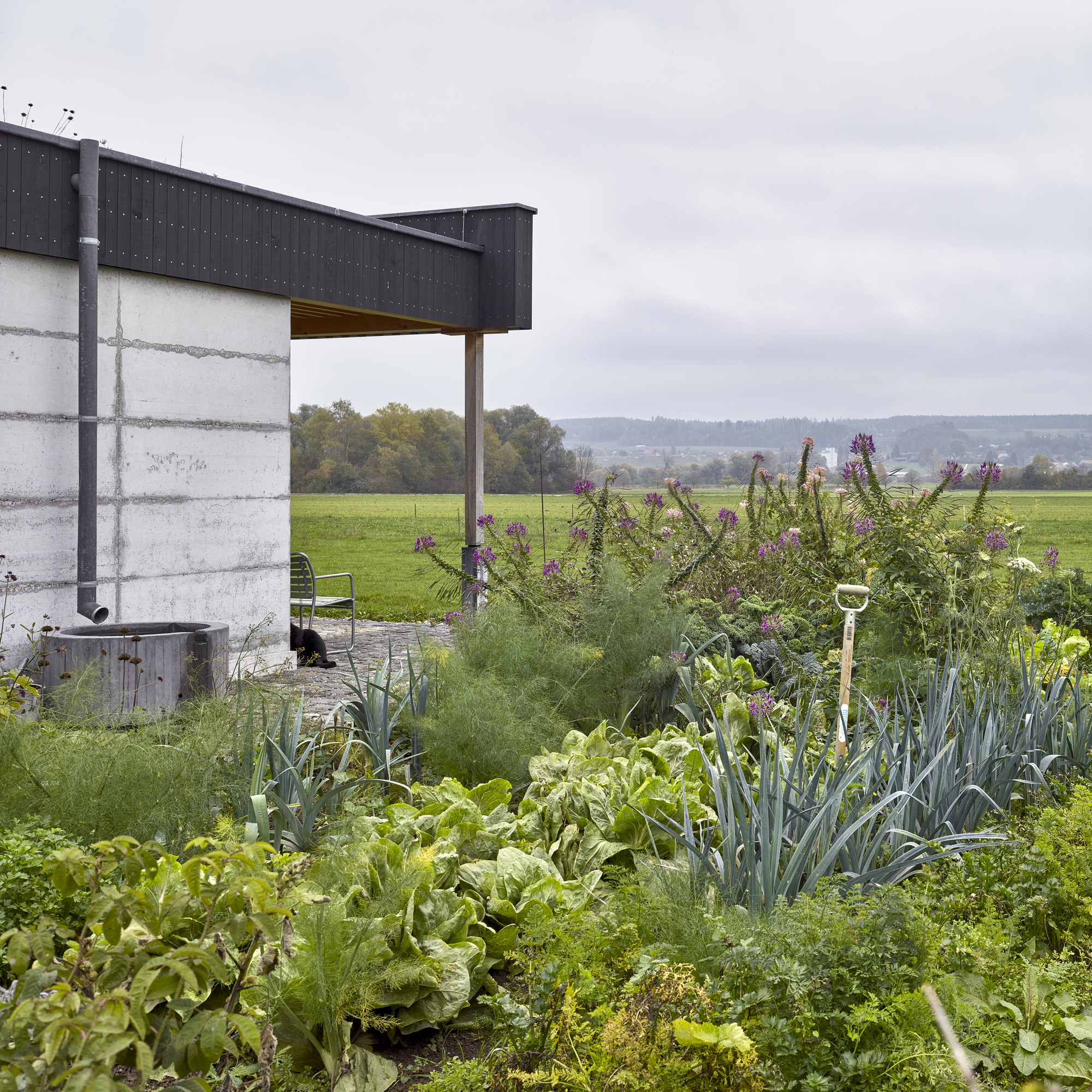 Concrete wall and cantilevered metal roof over a vegetable garden with leeks and flowering perennials