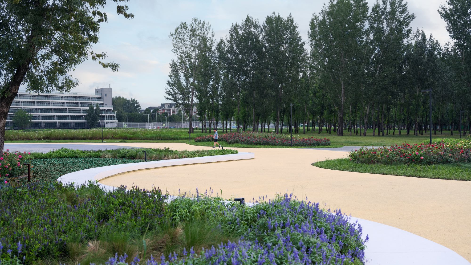 Curving sand-colored pathway through planted beds of purple flowering grasses and ornamental shrubs