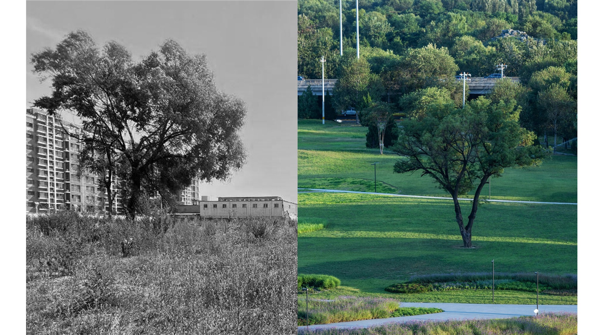 Before and after comparison showing a retained tree within a grassy park with existing buildings beyond