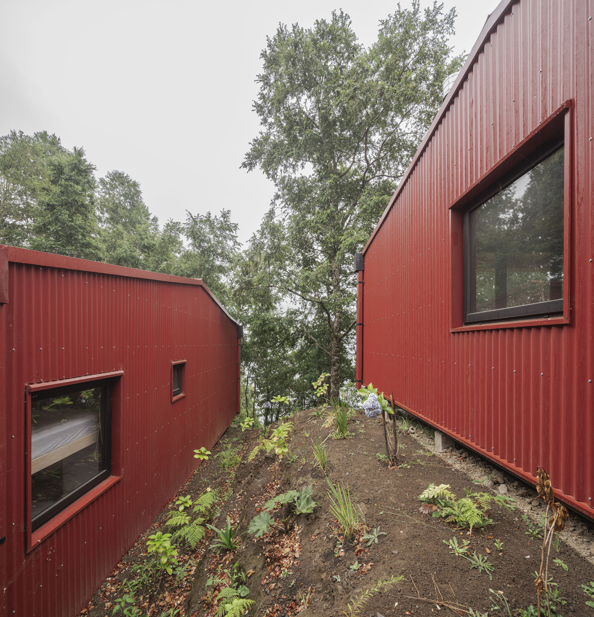 Planted courtyard between two red corrugated metal volumes with windows overlooking the garden