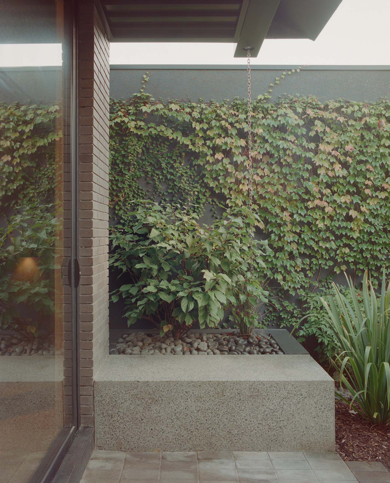 Planted courtyard wall covered in climbing vines with exposed aggregate paving and timber soffit above