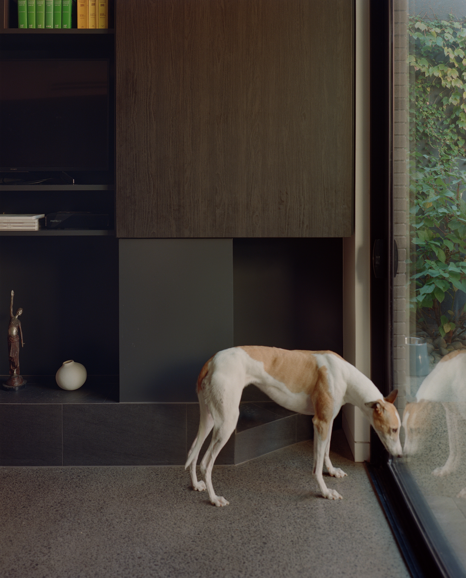 Dog standing on terrazzo floor beside the tiled media unit opening and glass doors