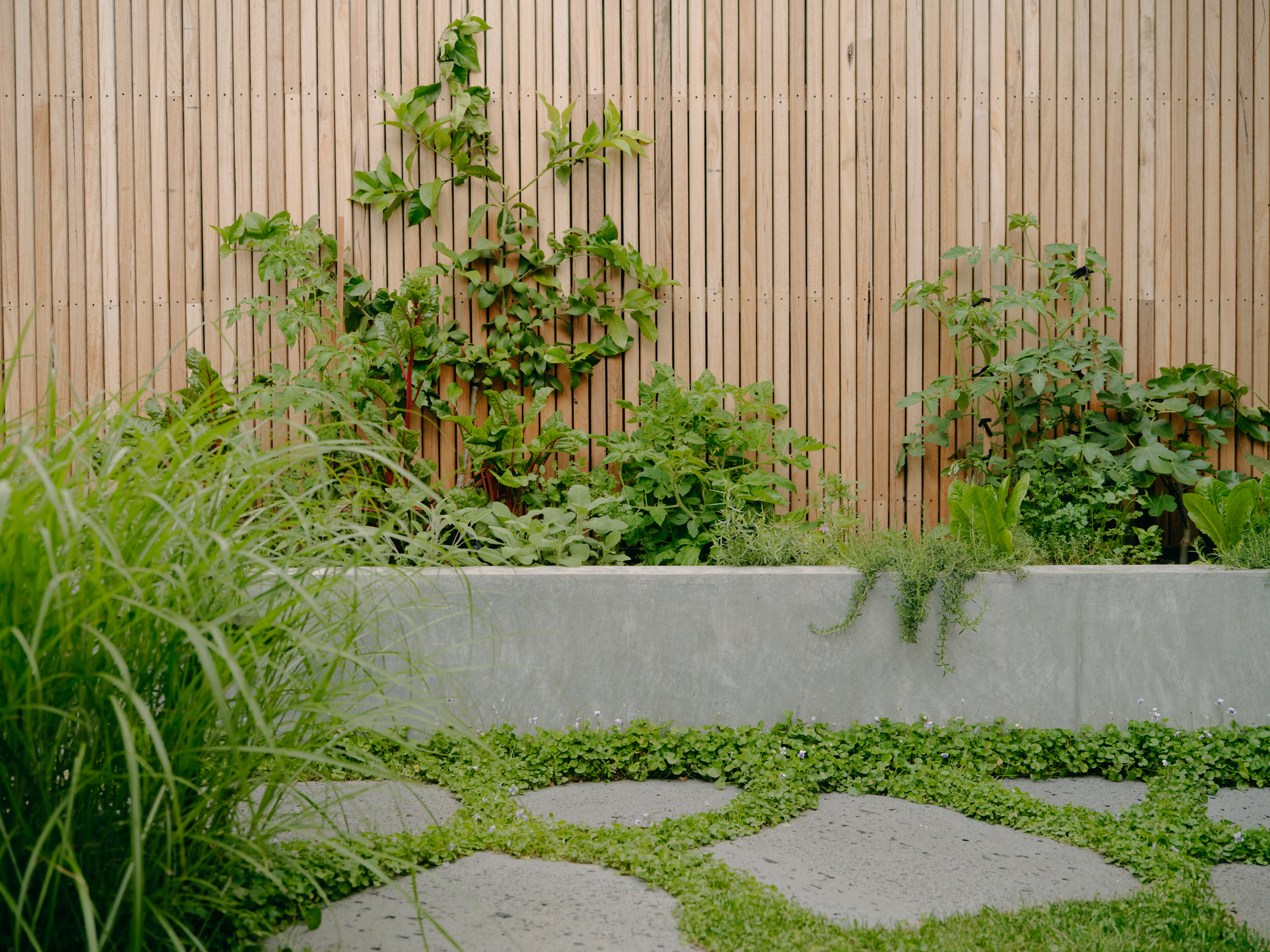 Vertical timber slat fence behind a concrete planter with espalier fruit trees and stepping stones in groundcover