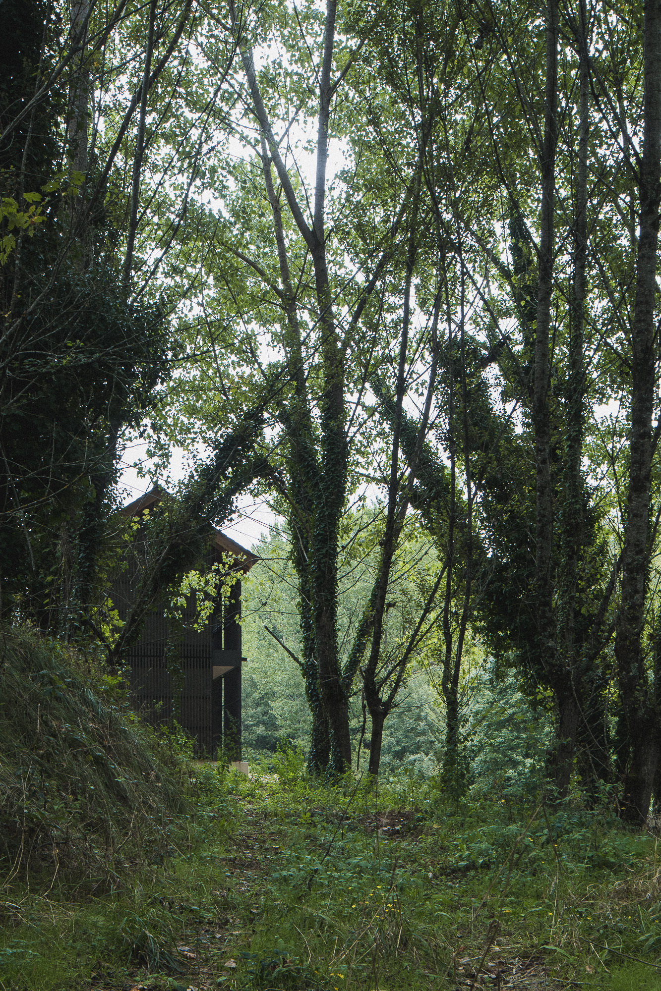 Gabled volume clad in dark vertical slats glimpsed through dense woodland grove with moss-covered trees