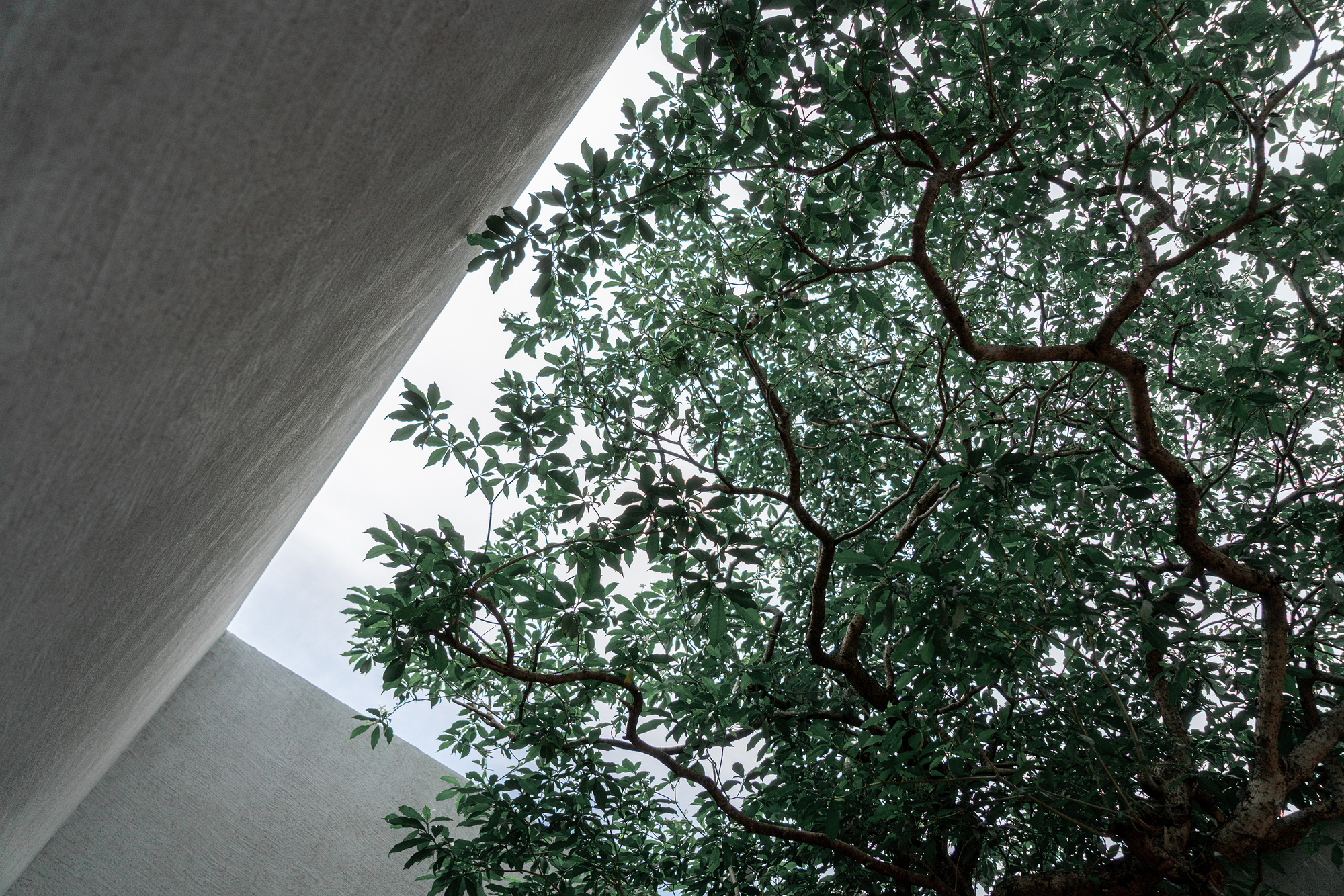 Looking up through a concrete void at the canopy of an interior tree