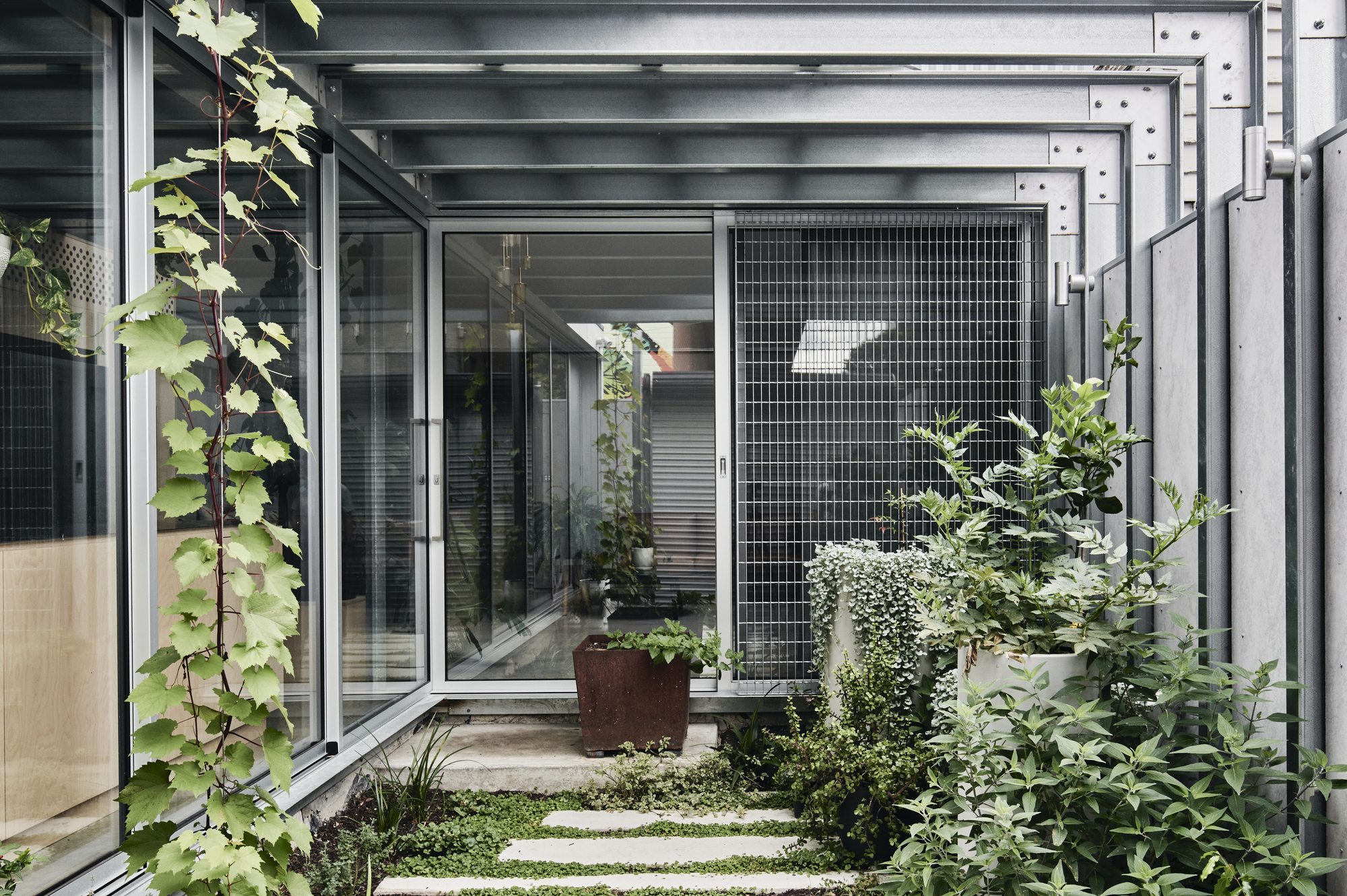 Courtyard garden with pavers and climbing vines against corrugated metal walls and wire mesh screens