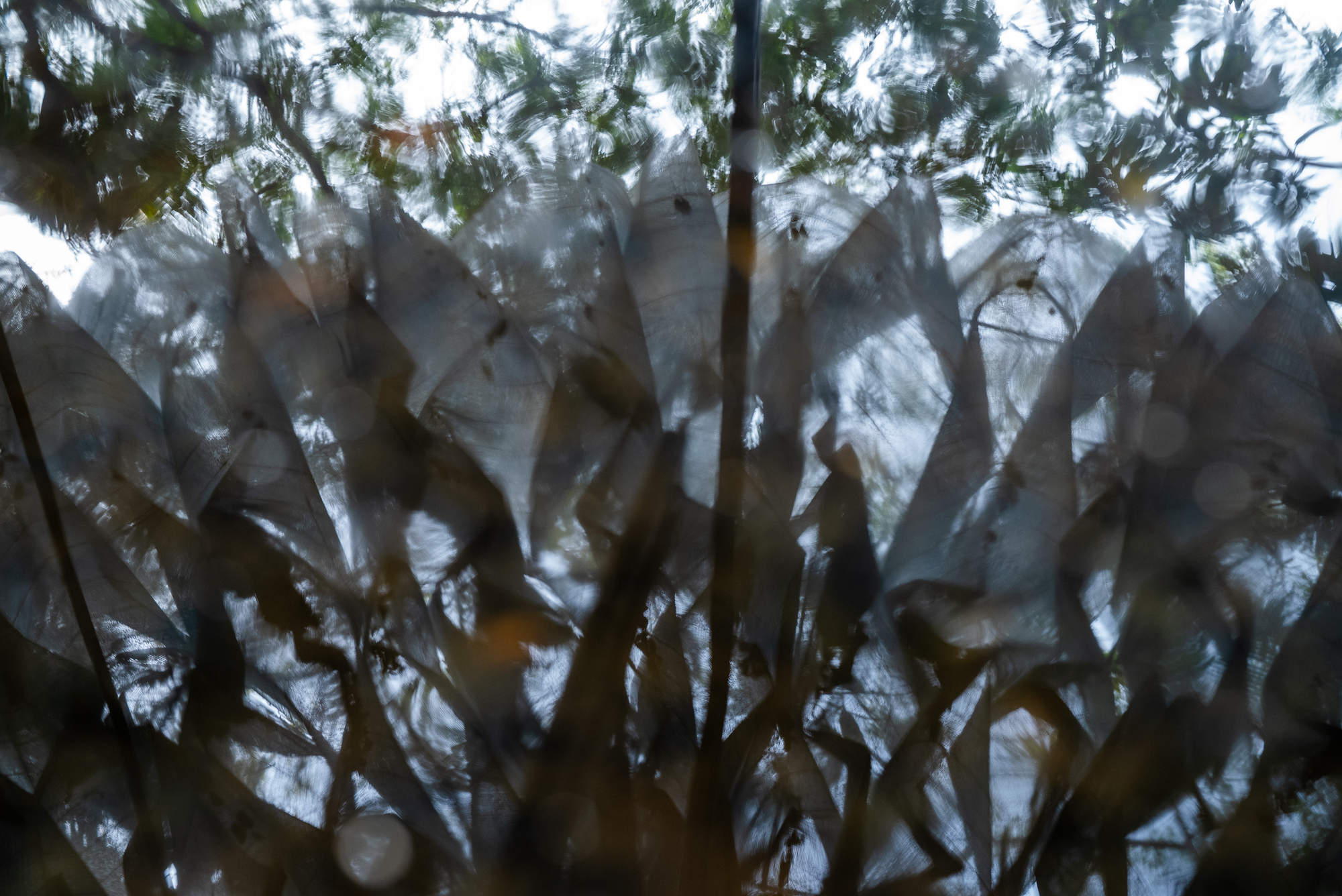 Reflection of pine branches in water creating layered shadows and distorted patterns