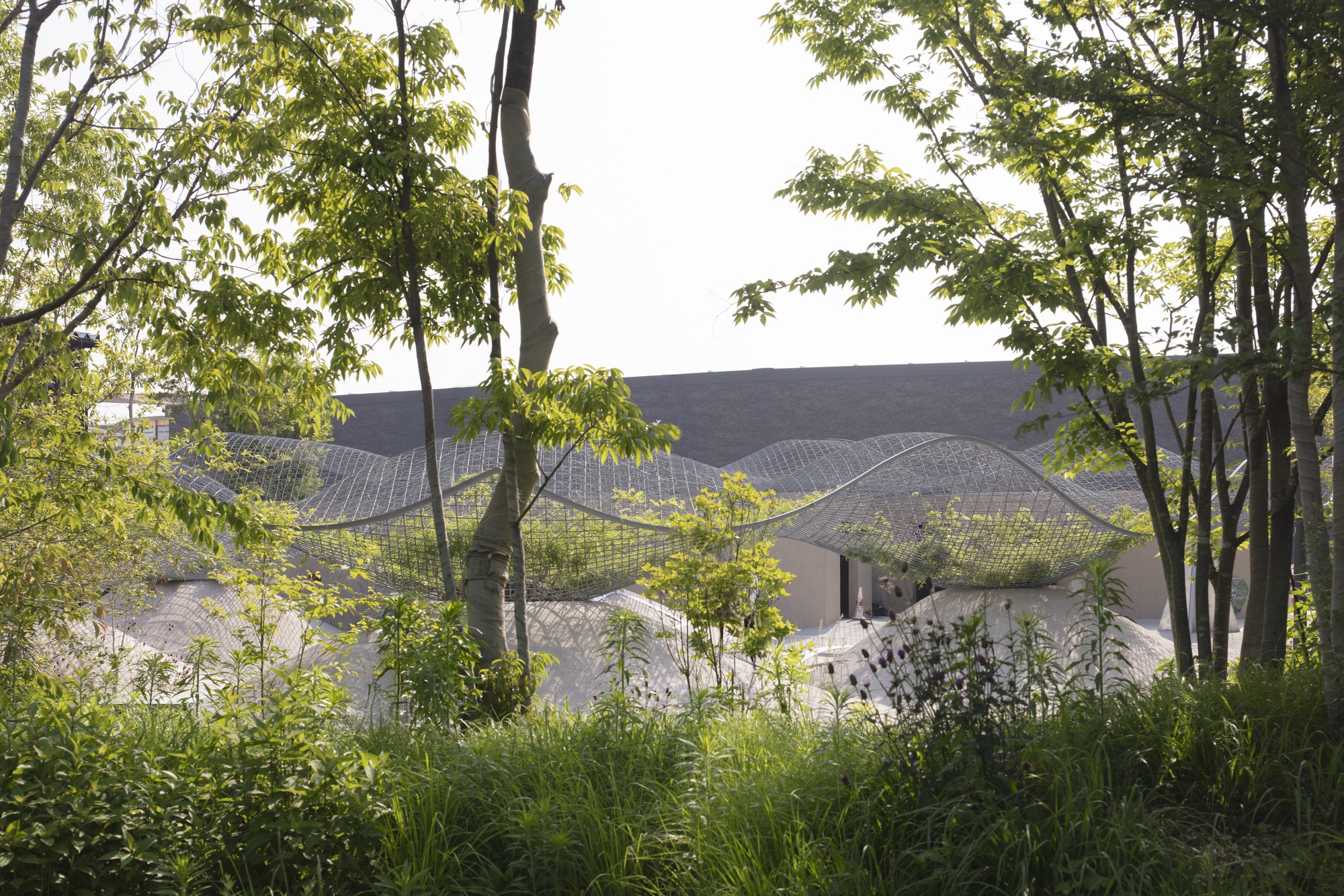 Distant view of the undulating canopy roofscape glimpsed through a birch and bamboo grove