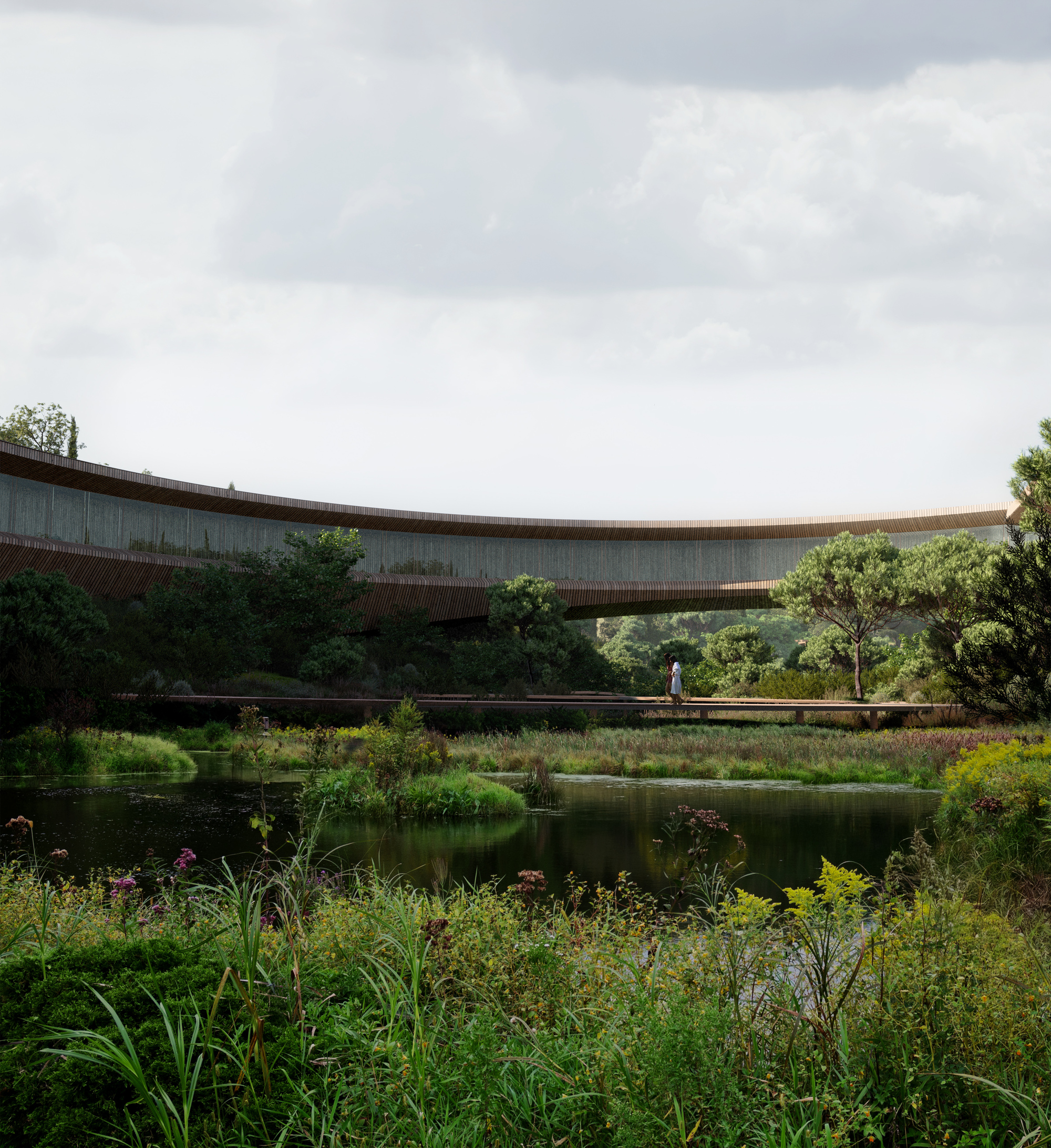 Curved timber and glass bridge spanning a pond with native grasses and wildflowers under cloudy skies