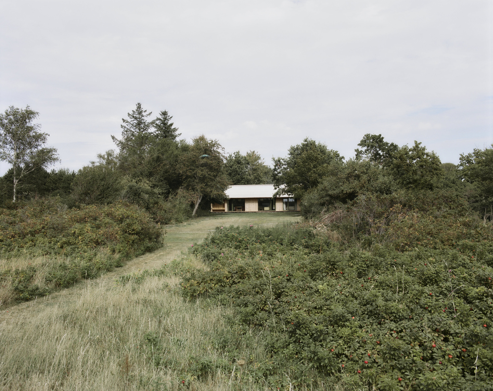 Single-story residence with white metal roof nestled within overgrown meadow grasses and surrounding trees