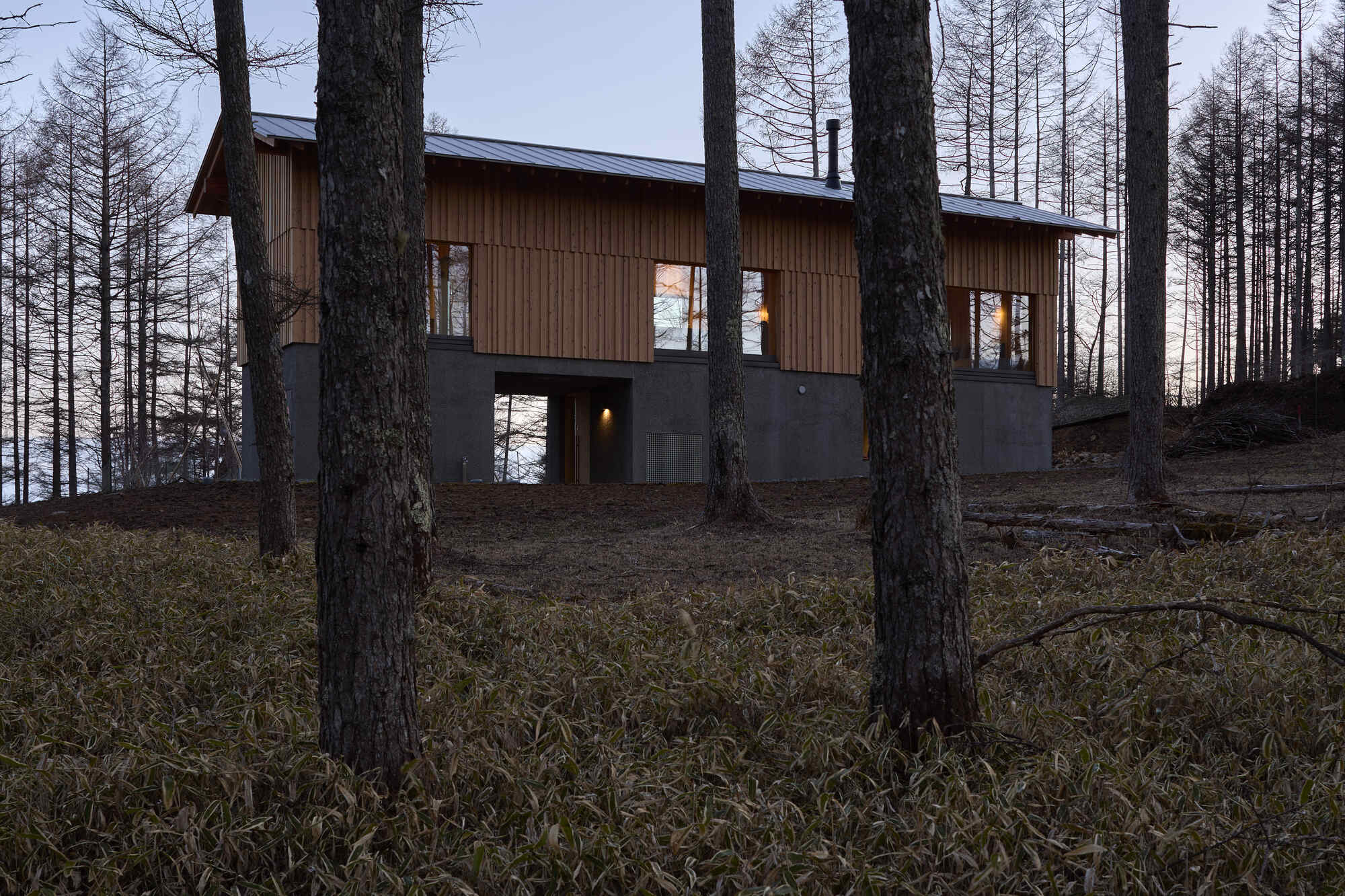 Elevated timber and concrete volume among bare larch trees at dusk