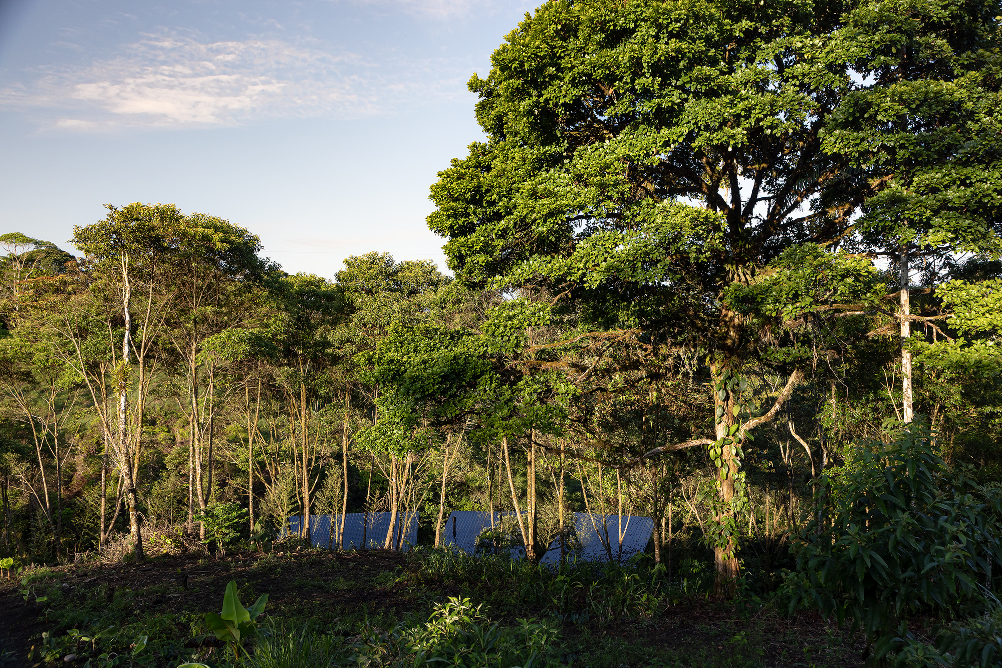 Distant view of the blue corrugated roofline partially obscured by dense tropical forest canopy