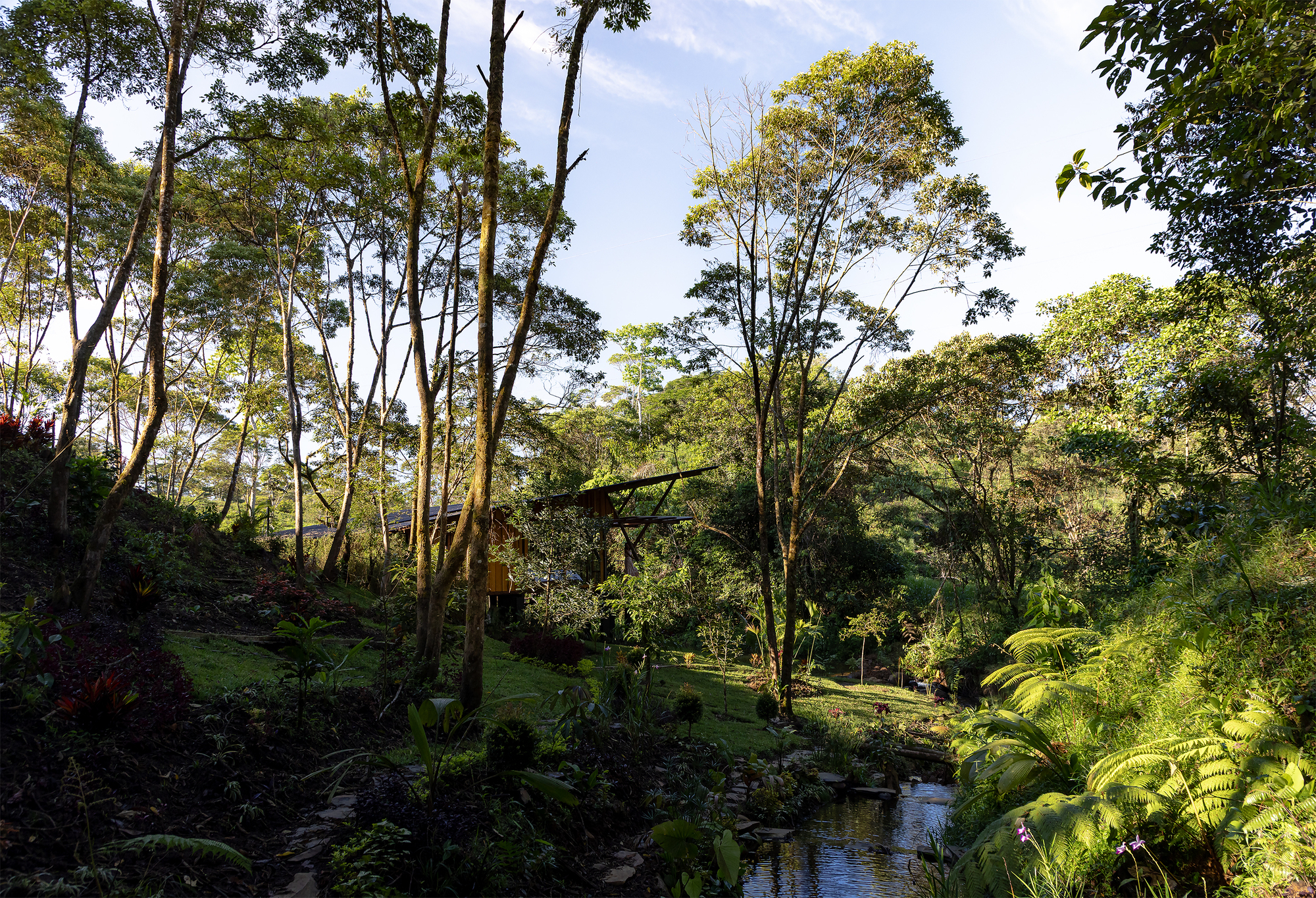 Dense forest canopy with tall eucalyptus trees and ferns beside a natural stream in afternoon light