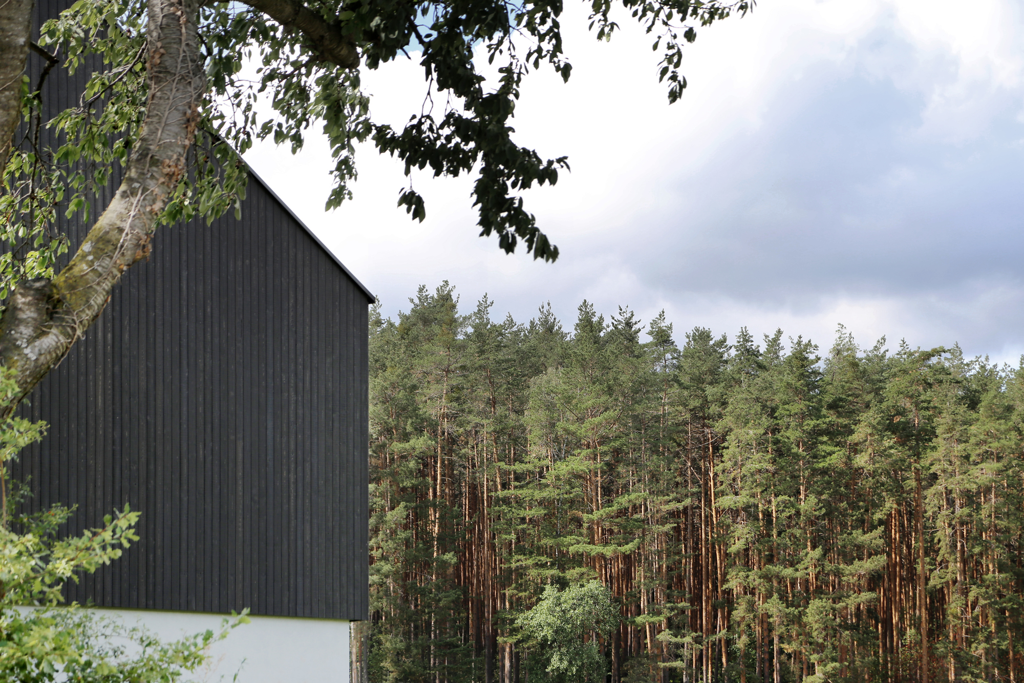 Black timber gable end framed by birch branches with coniferous forest beyond