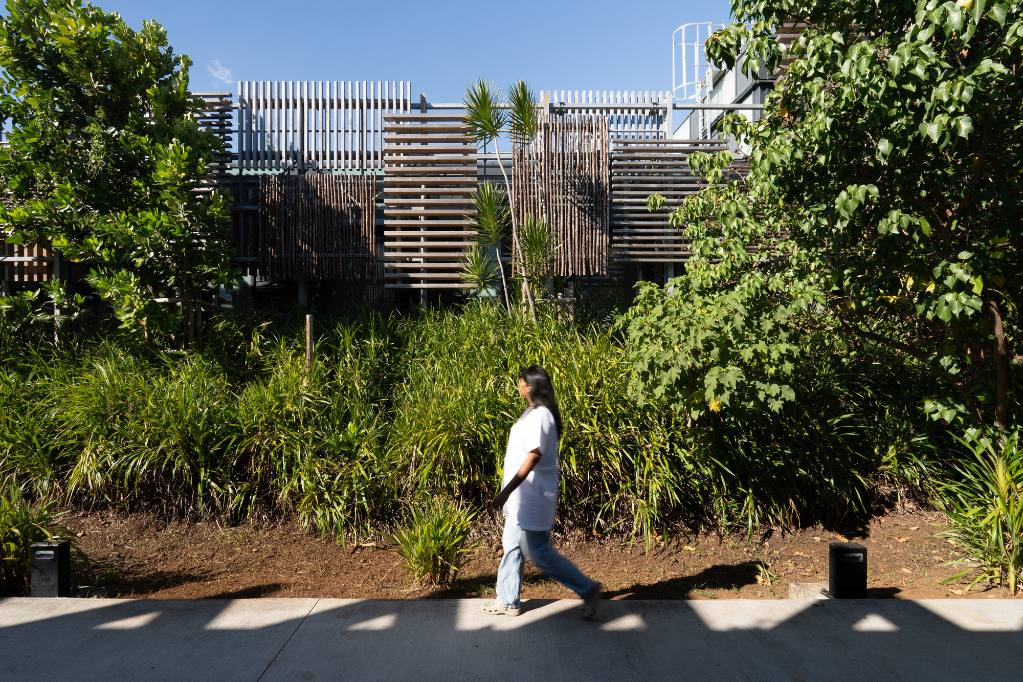 Street view of slatted timber screens above planted buffer with a figure walking past in afternoon light