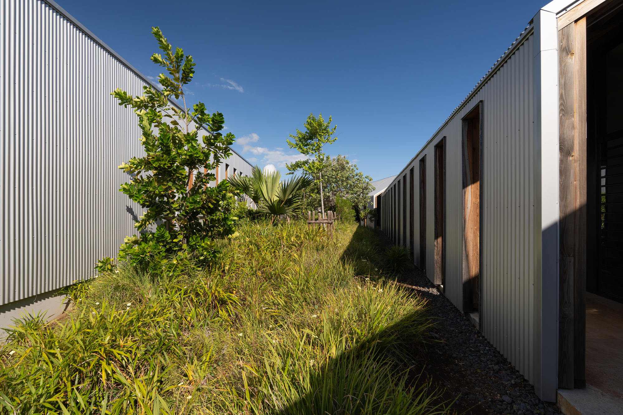 Rooftop passage with corrugated metal walls flanking planted beds of grasses and young trees