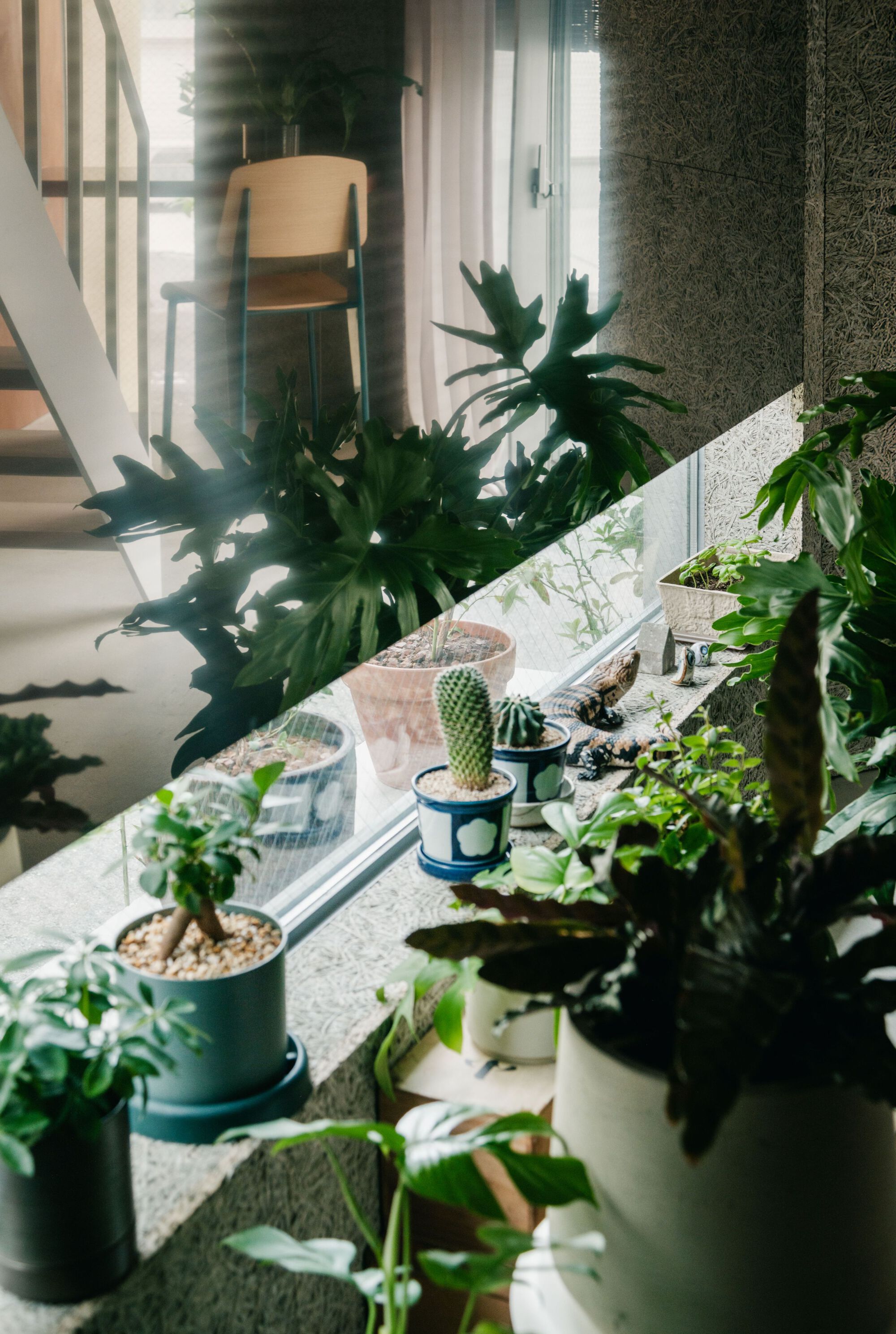 Terrazzo planter ledge with cacti and tropical plants in dappled morning light