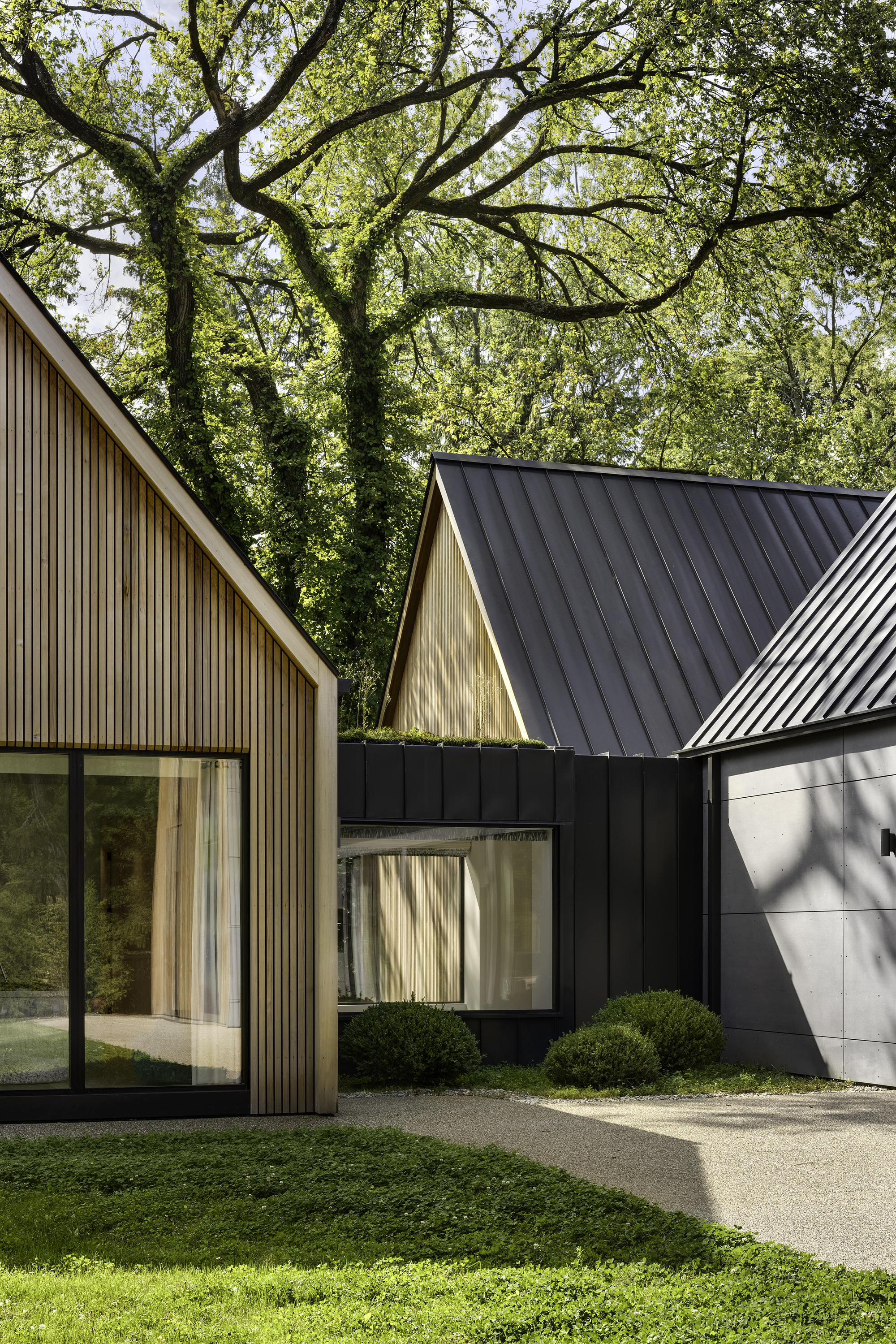 Junction of three gabled forms with contrasting cladding materials under a spreading oak tree
