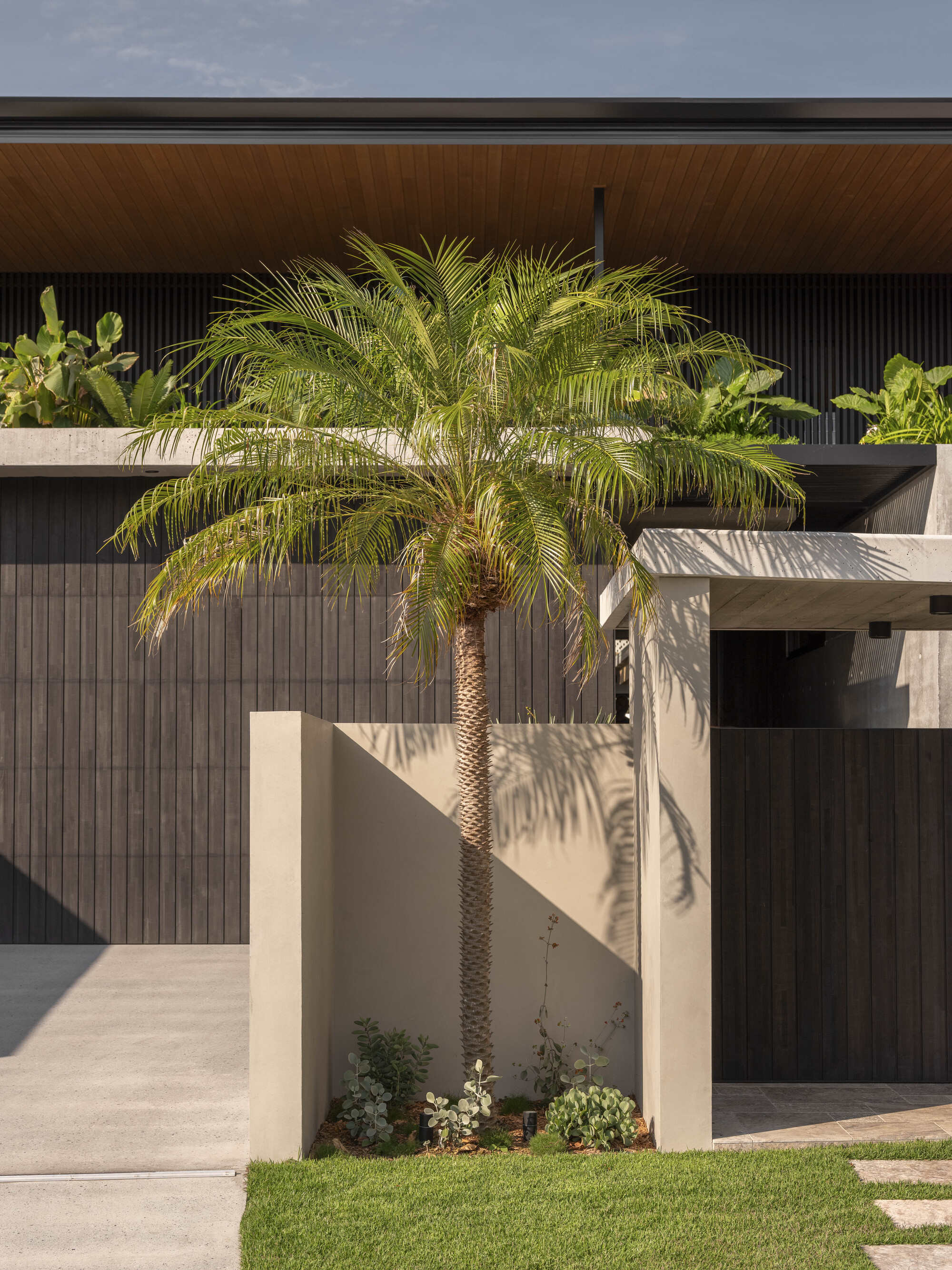 Cream-colored planter wall with palm tree casting shadows on dark vertical timber cladding