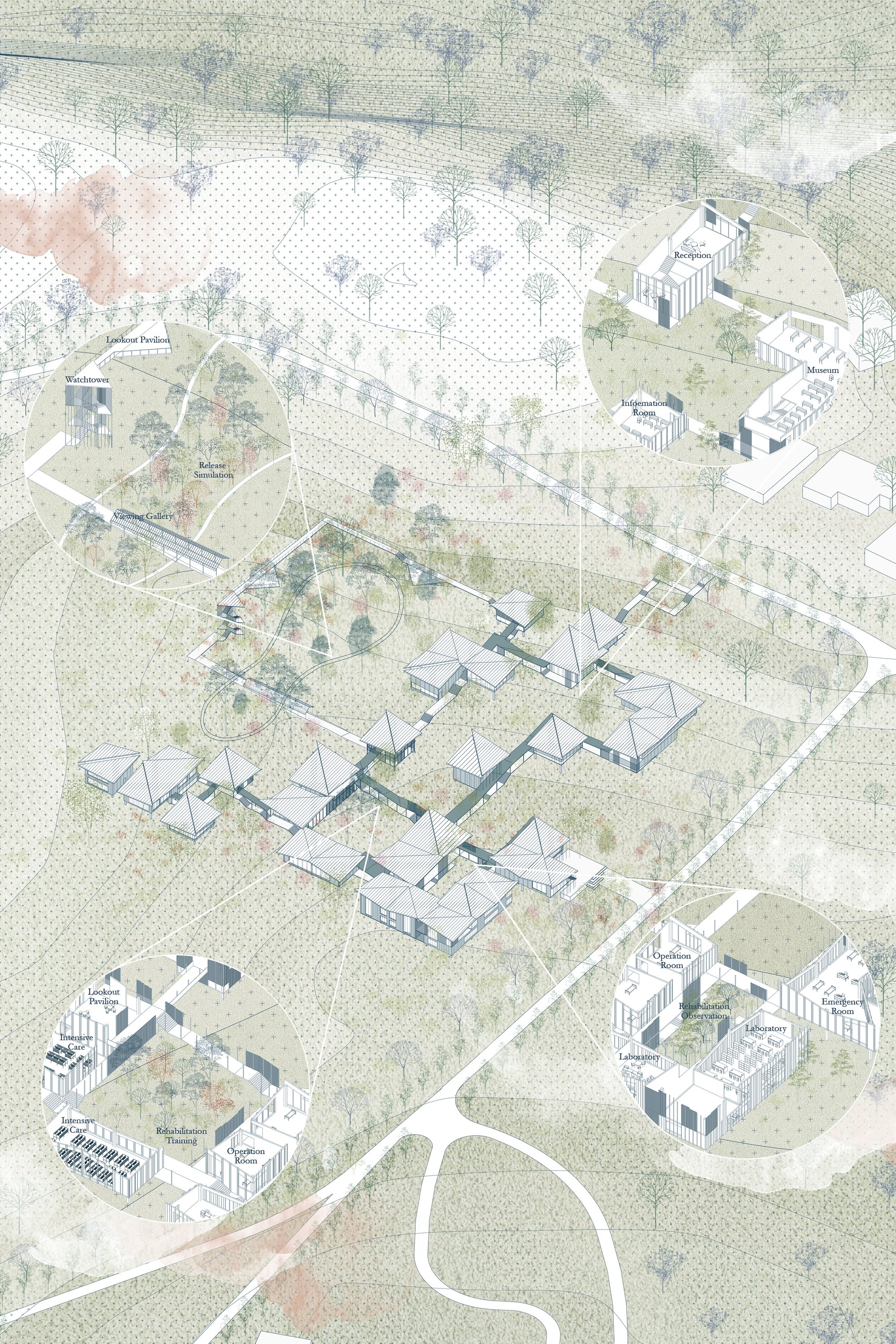 Masterplan illustrating the Koala Aid Center seamlessly integrated into the forest landscape, connecting healthcare, rehabilitation, education, and conservation.