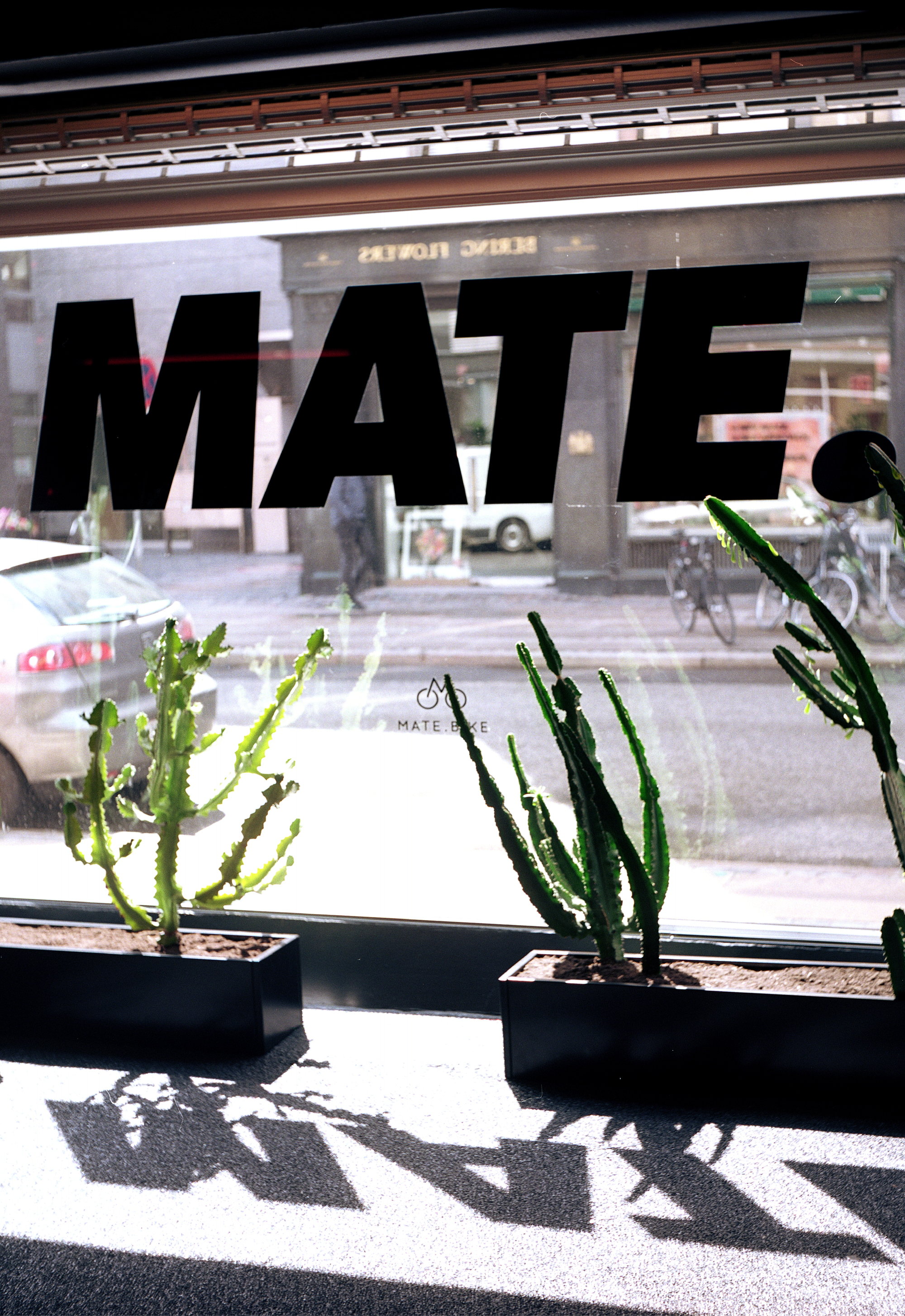 Storefront window with reverse lettering and potted cacti casting sharp shadows on the floor