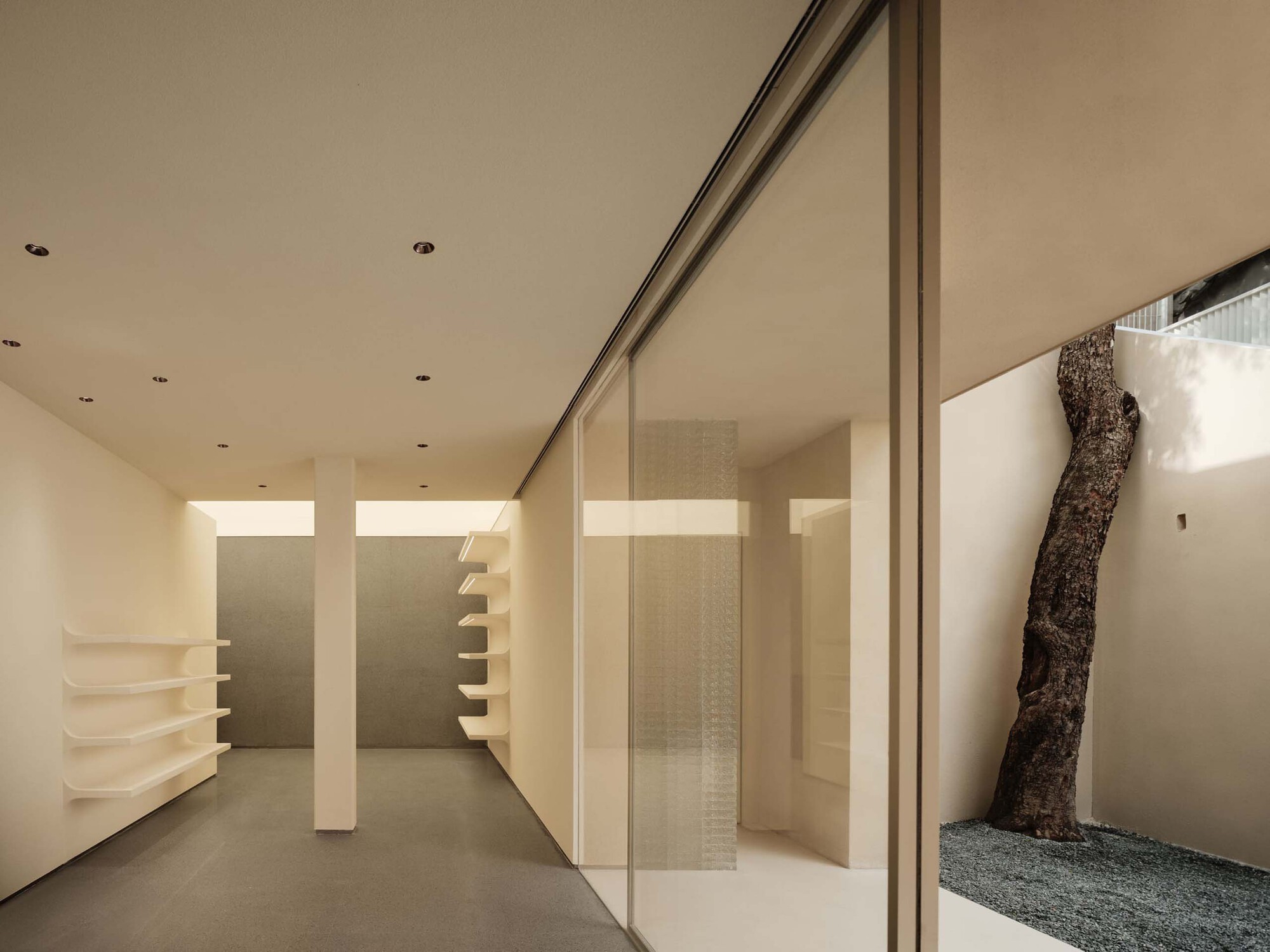 Minimalist interior with floor-to-ceiling glass partition revealing a preserved tree trunk in a gravel courtyard