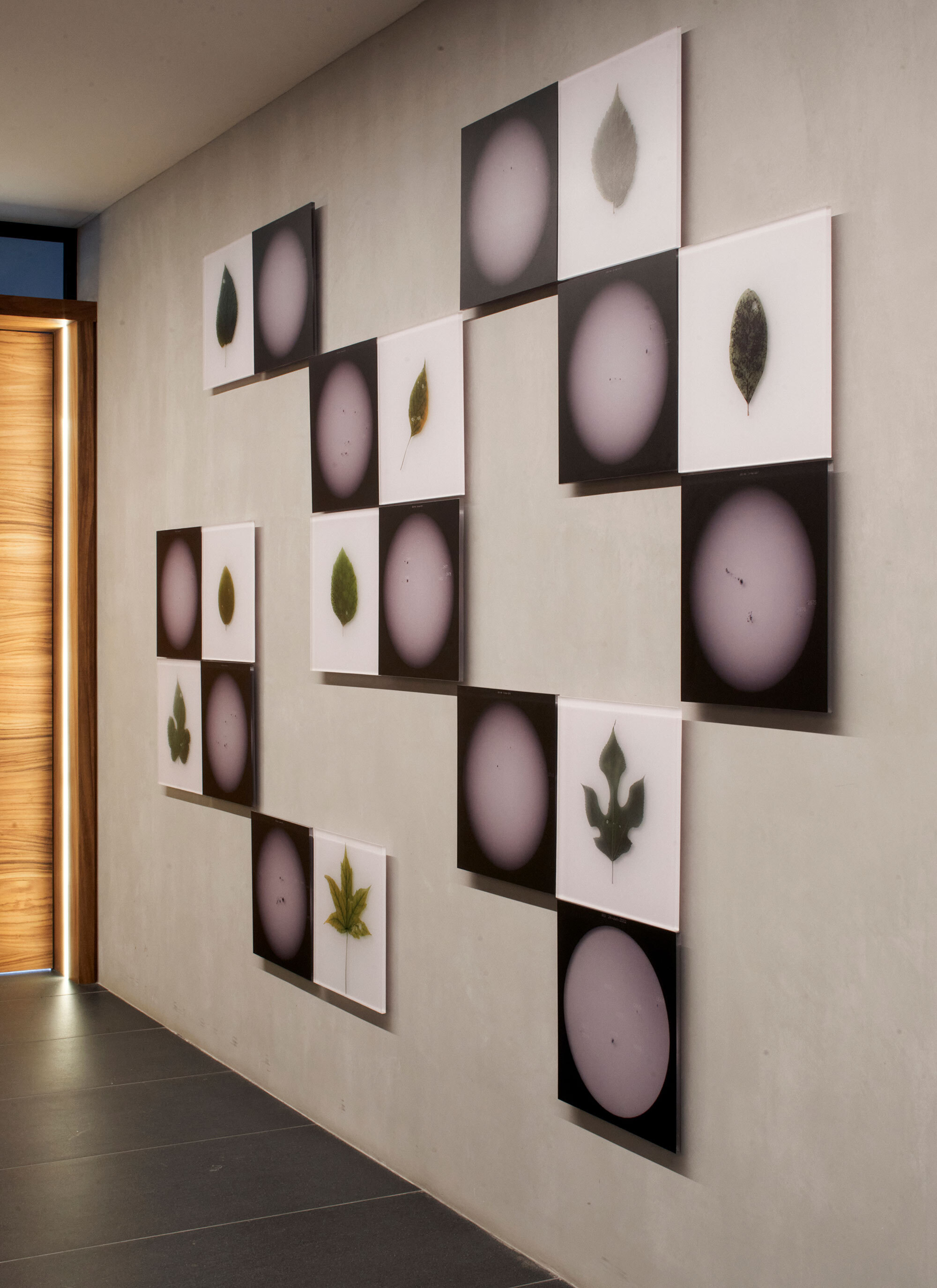 Gallery wall displaying alternating panels with leaf images and circular gradients near a timber door