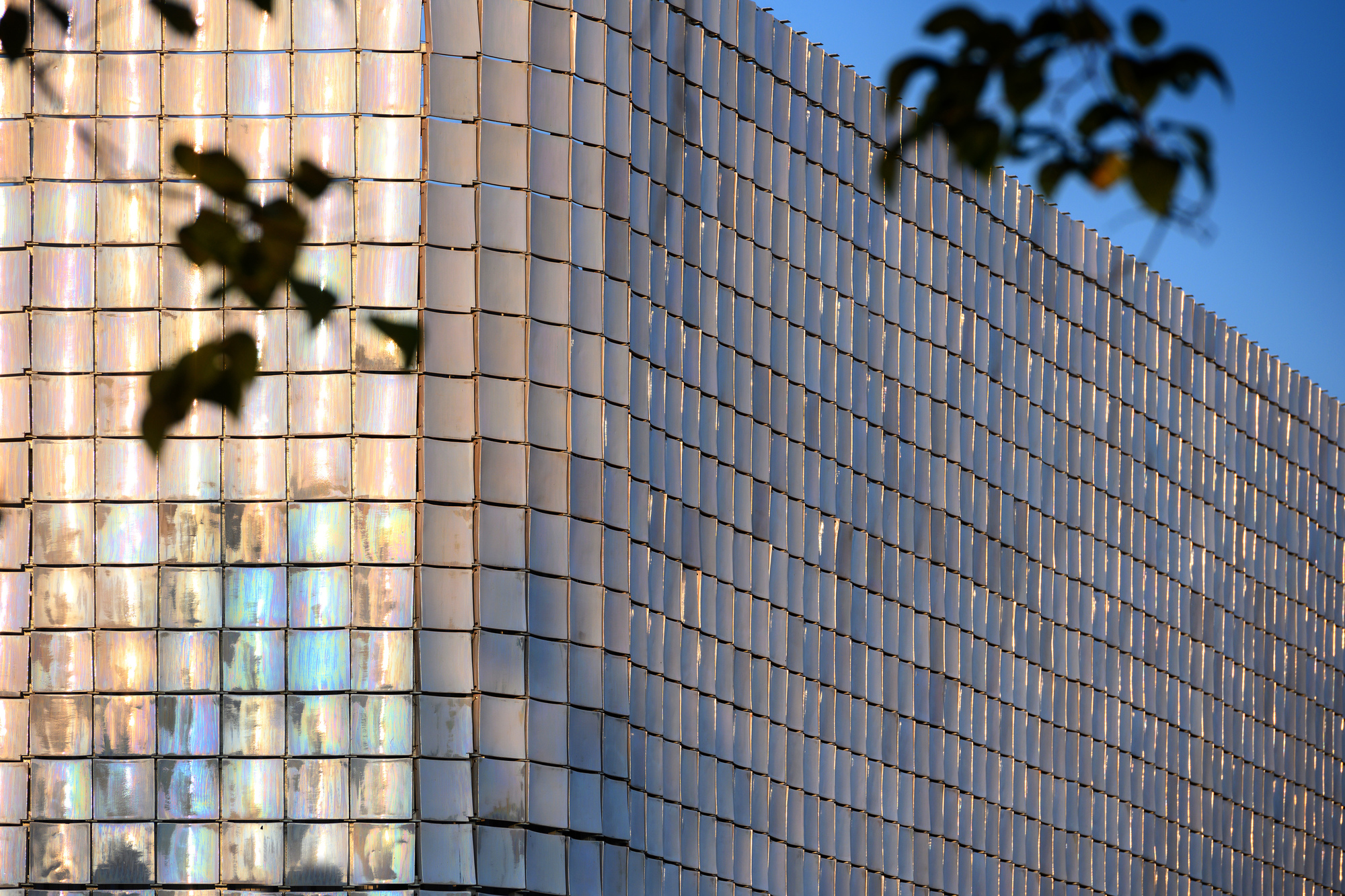 Glass tile facade with tree branches in the foreground reflecting warm sunlight and blue tones