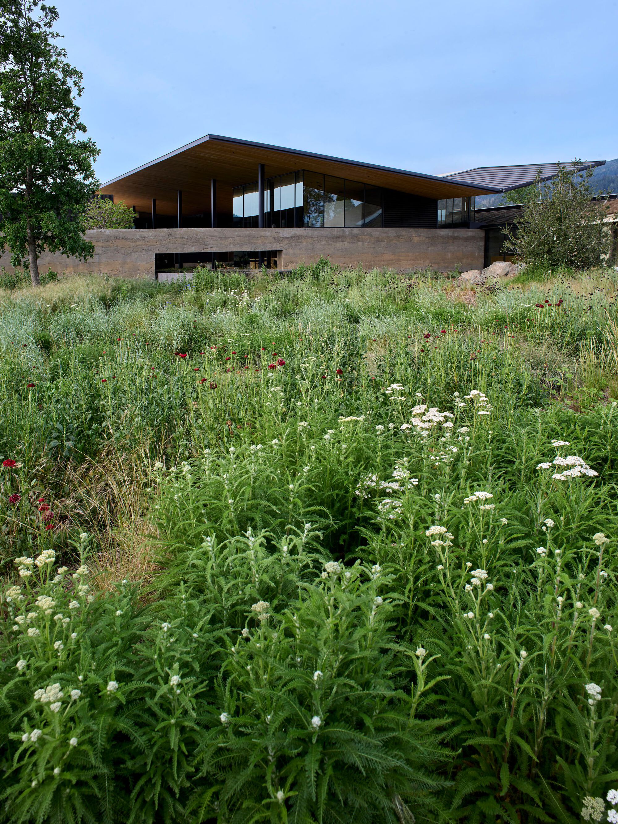 Timber and stone pavilion with cantilevered roof rising from meadow of wildflowers and grasses