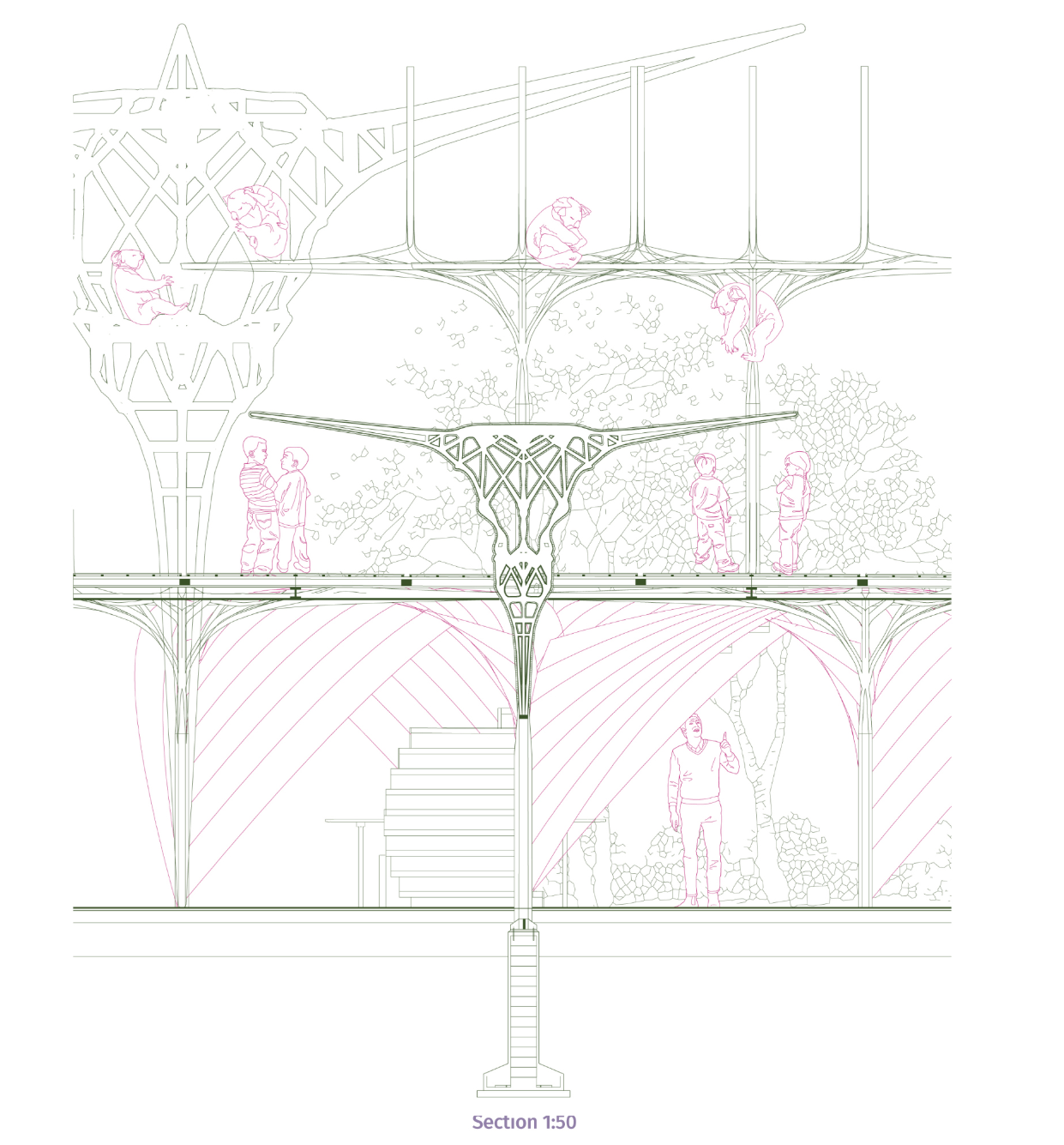 Sectional exploration of layered habitats where human interaction and koala conservation coexist vertically.